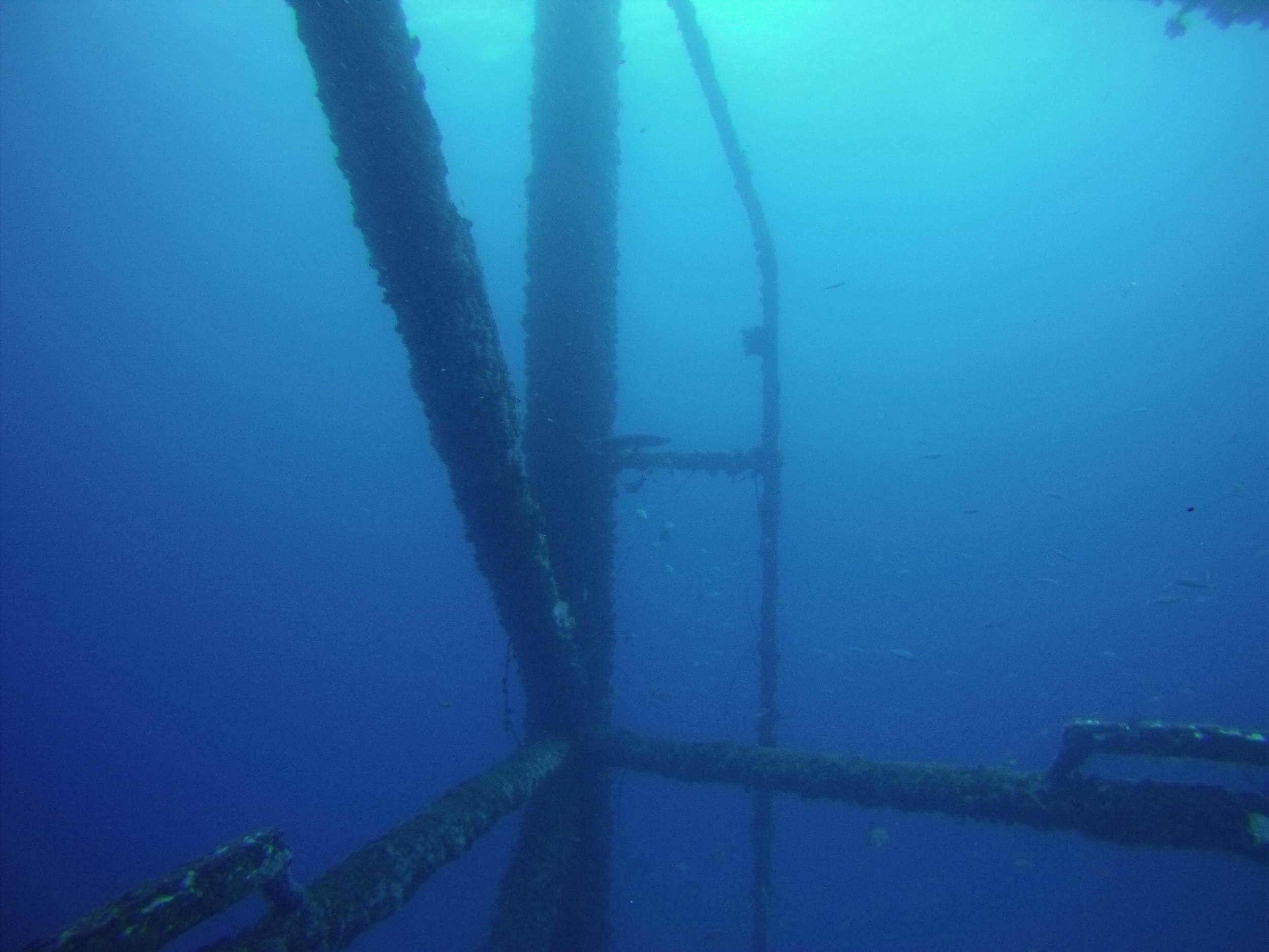 Barracuda #2
