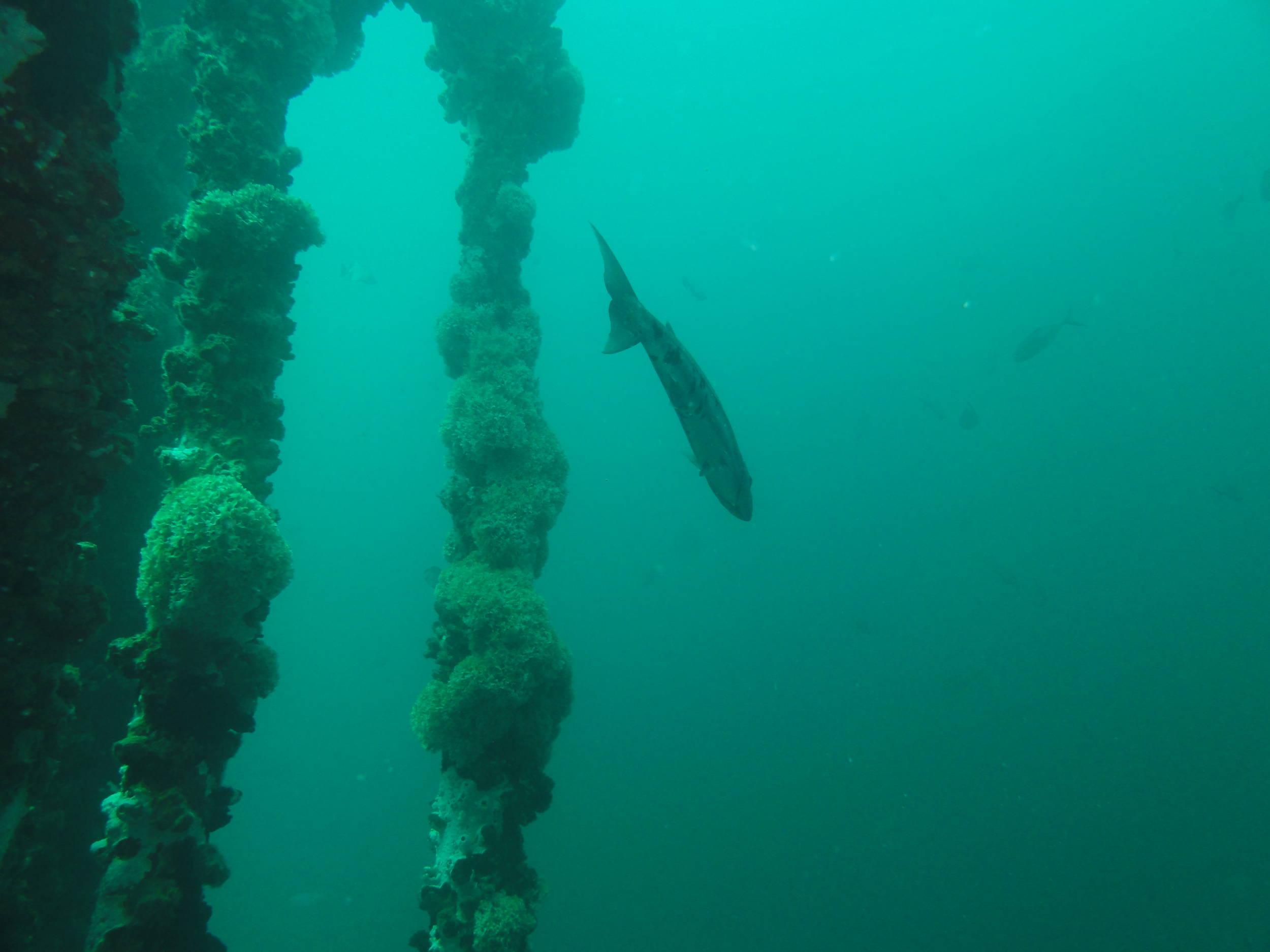 Barracuda and pipework