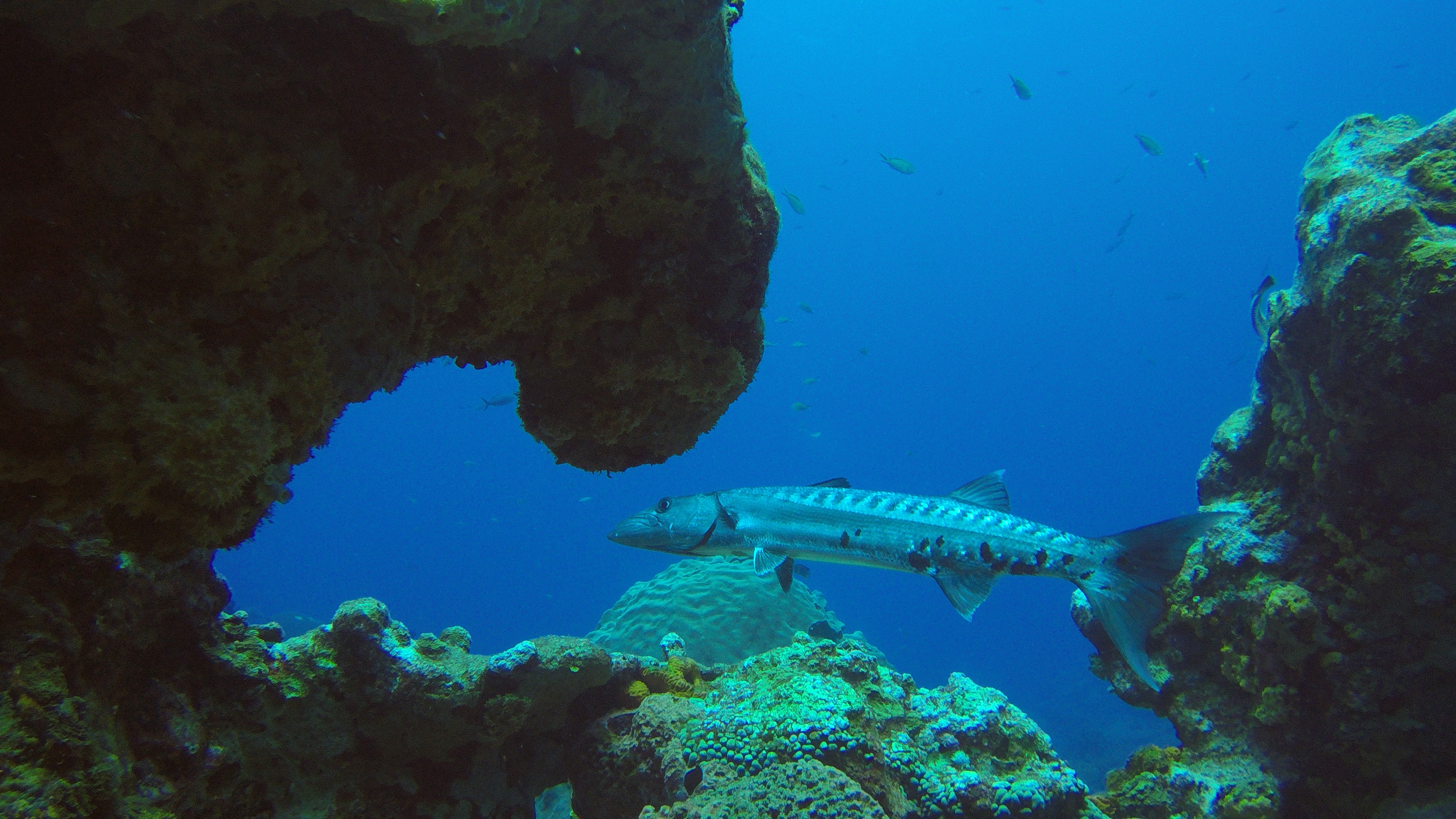 Barracuda at cleaning station.JPG
