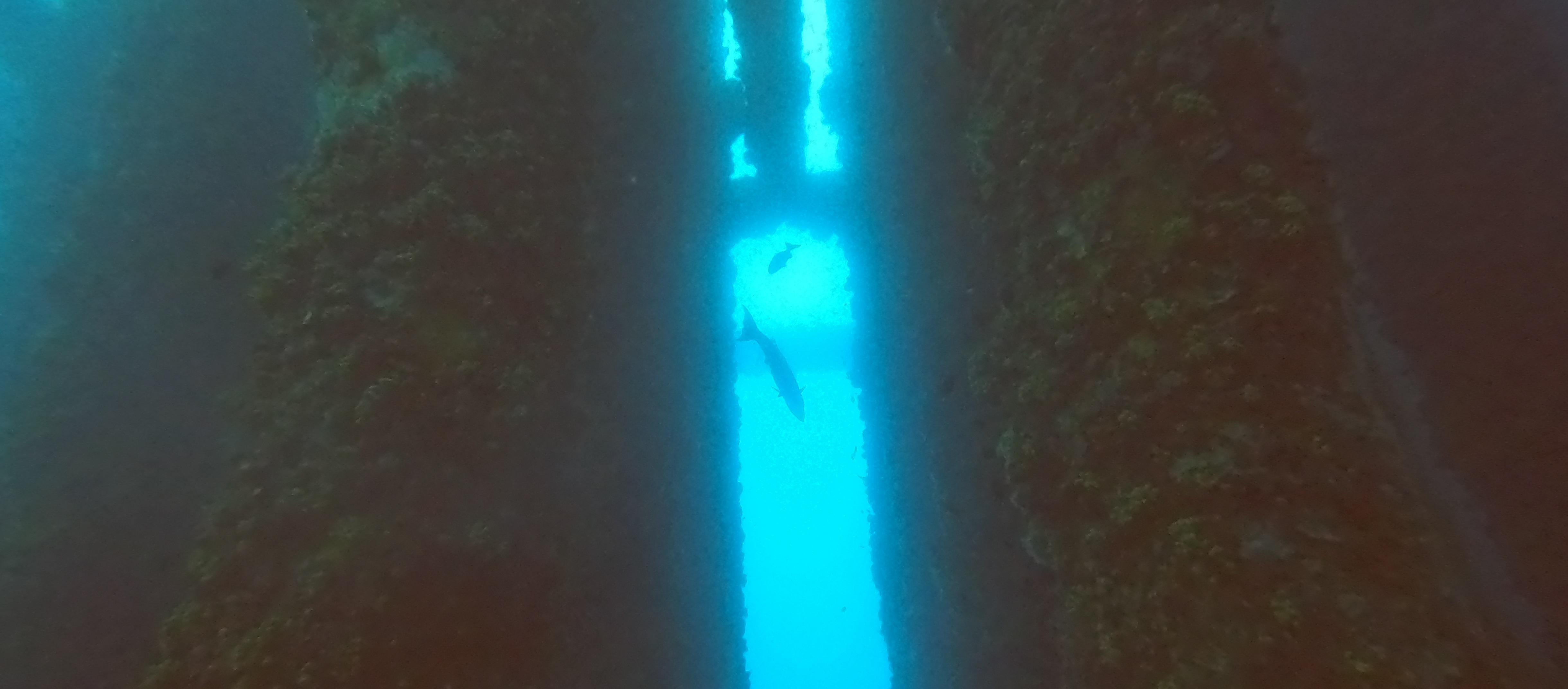 Barracuda in the rig jacket