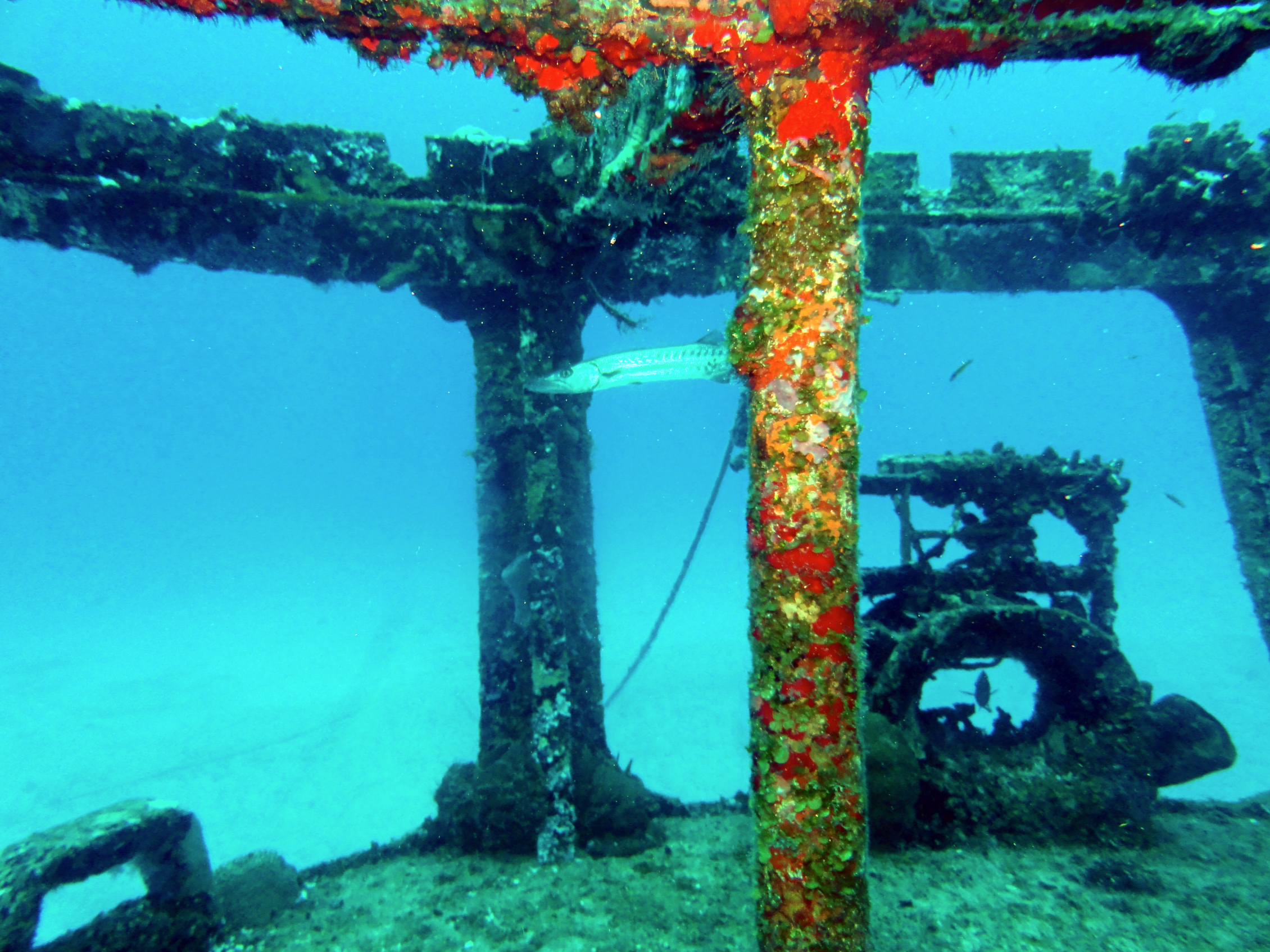 Barracuda lurking on the deck