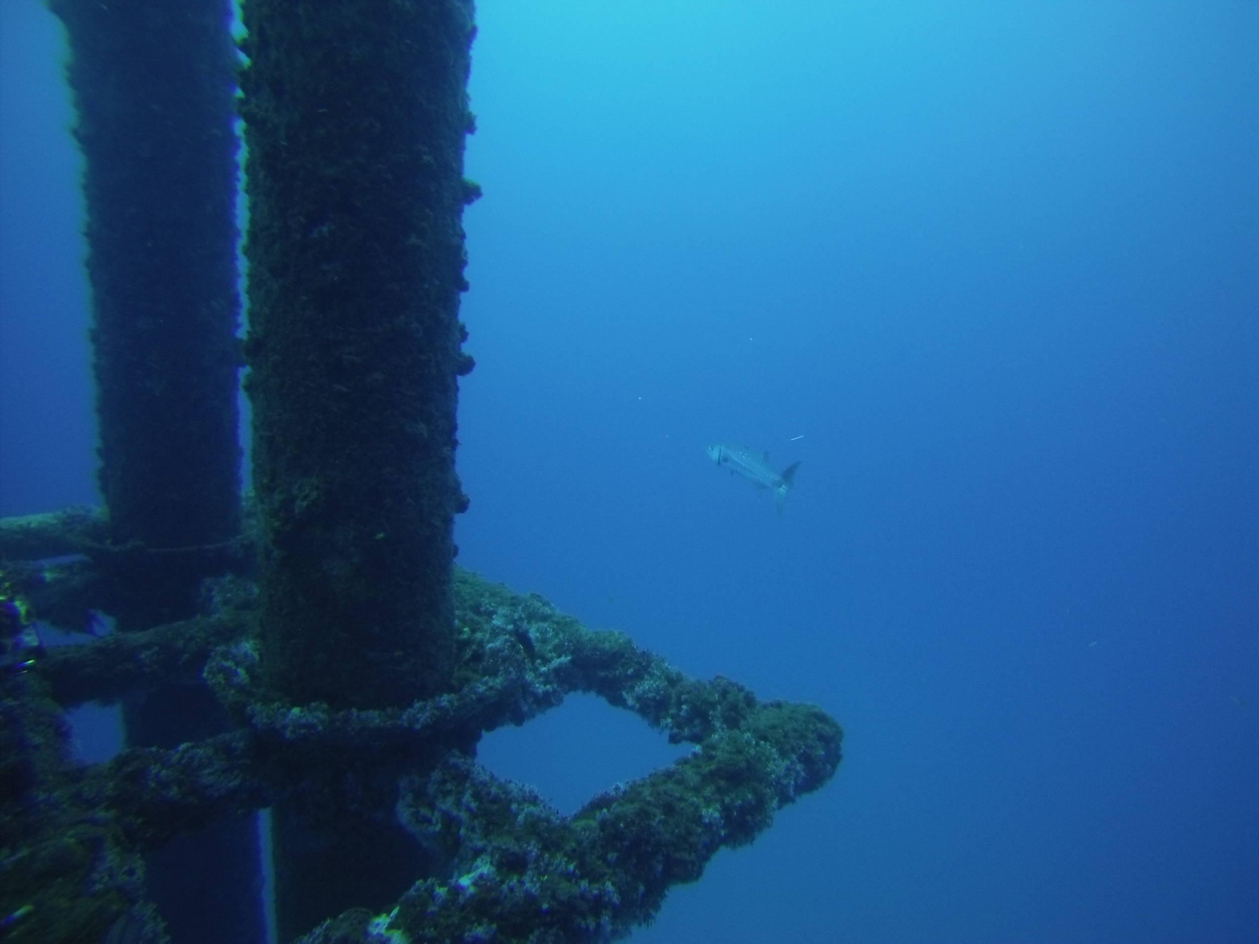 Barracuda on patrol