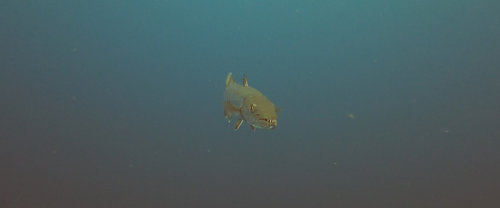 Barracuda on Safety Stop