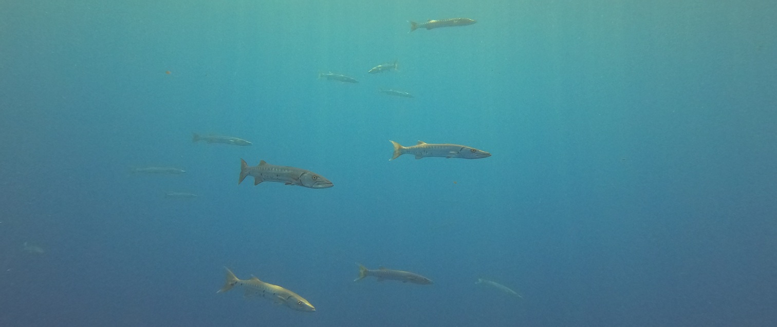 Barracuda on safety stop