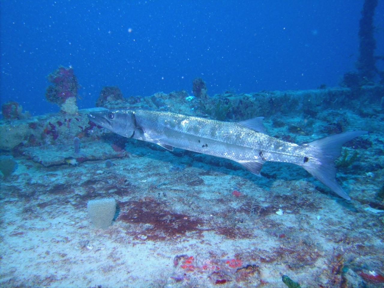 Barracuda on Spiegel Grove