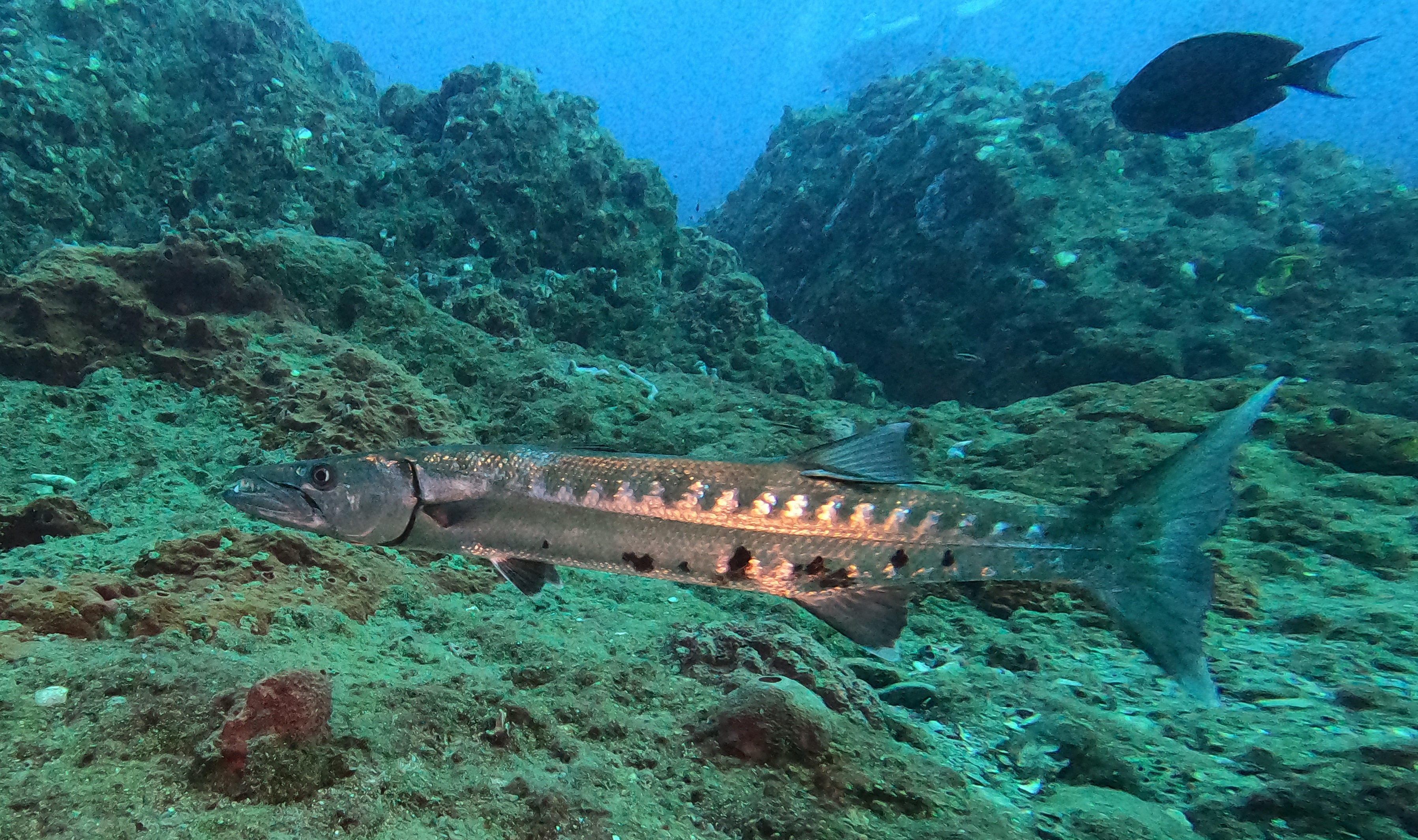 Barracuda on Stetson