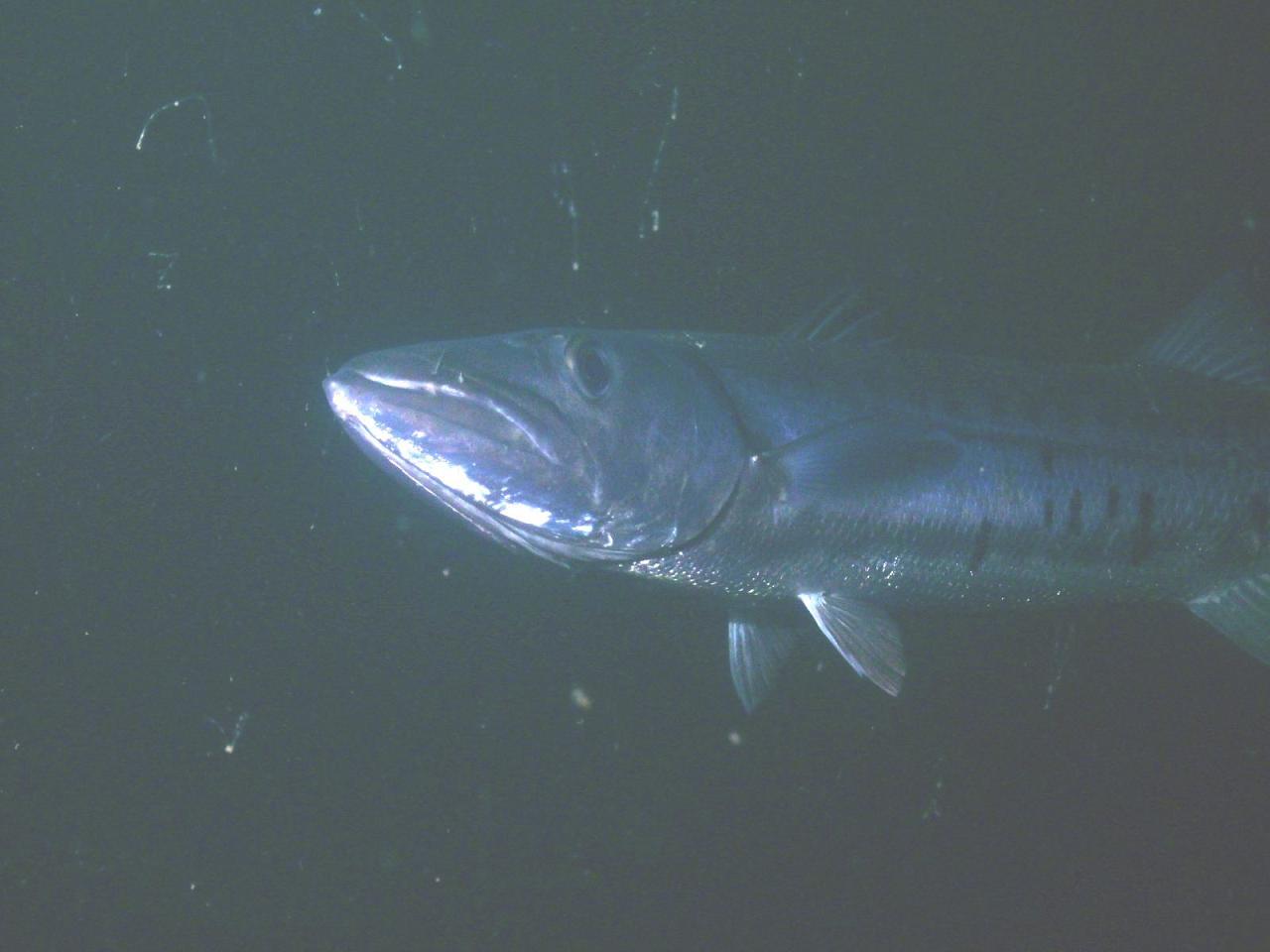 Barracuda on the Rig Dive