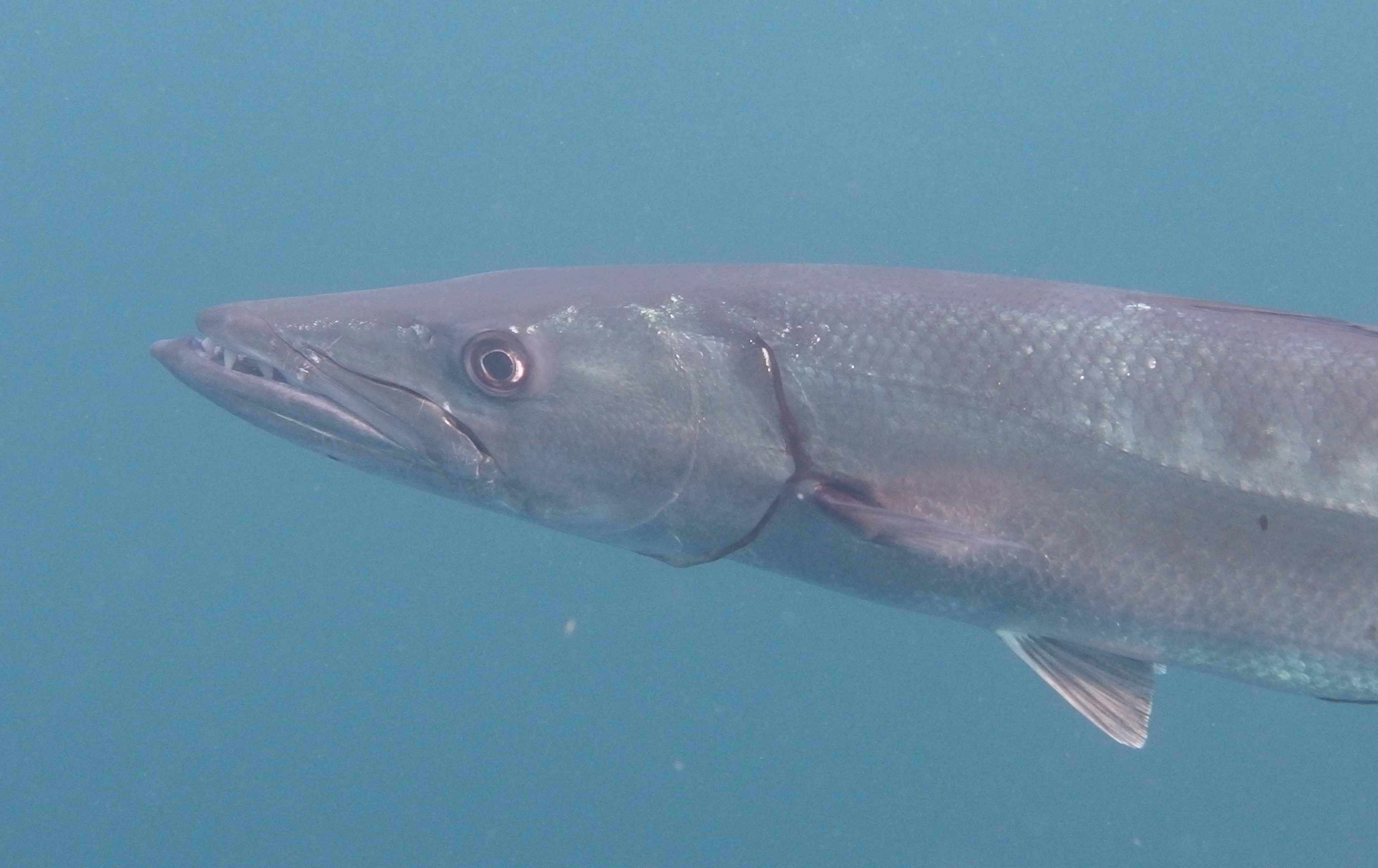 Barracuda Profile
