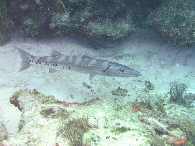 barracuda