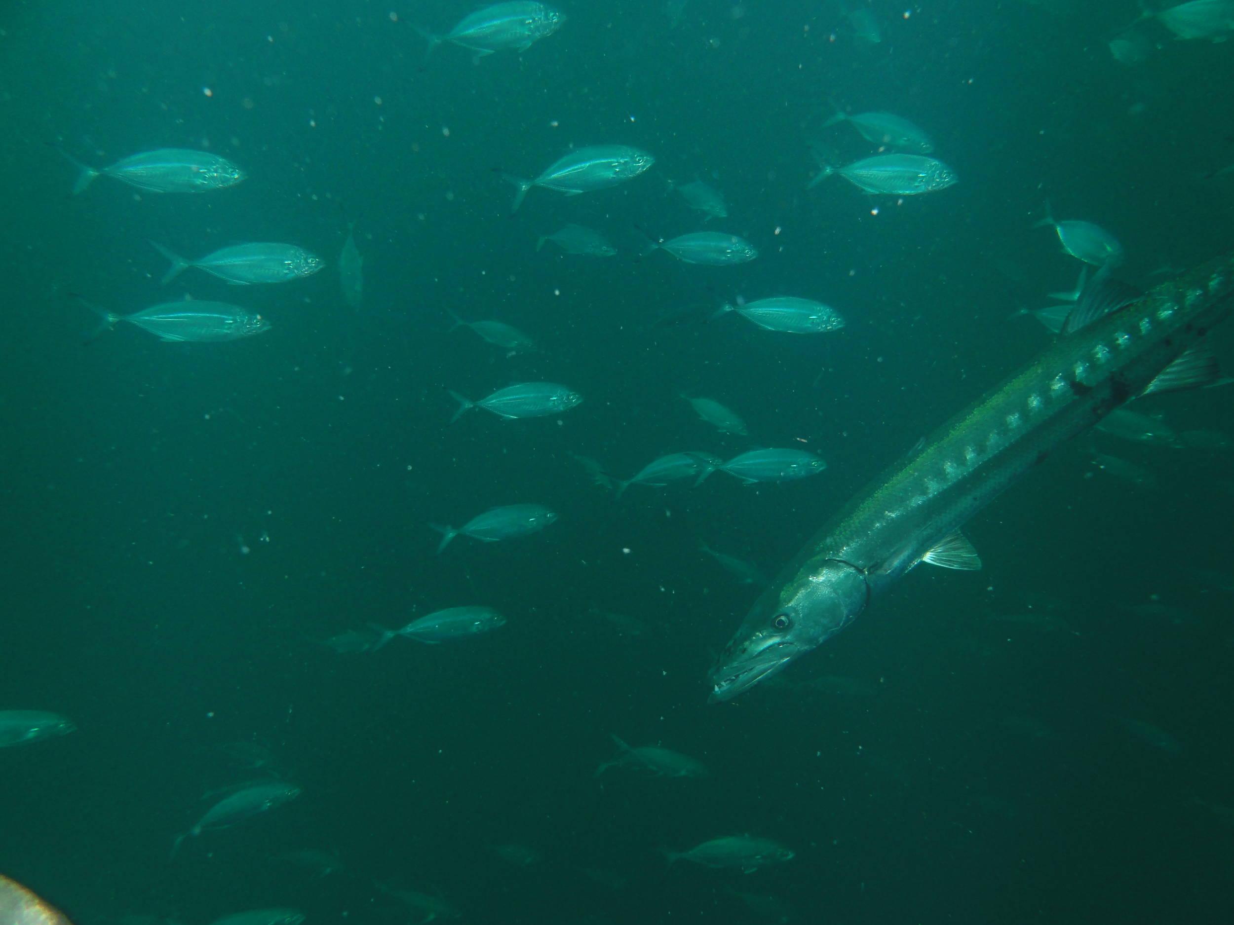 Barracuda