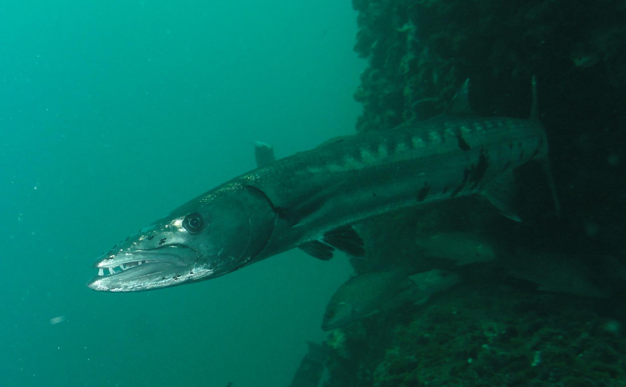 Barracuda
