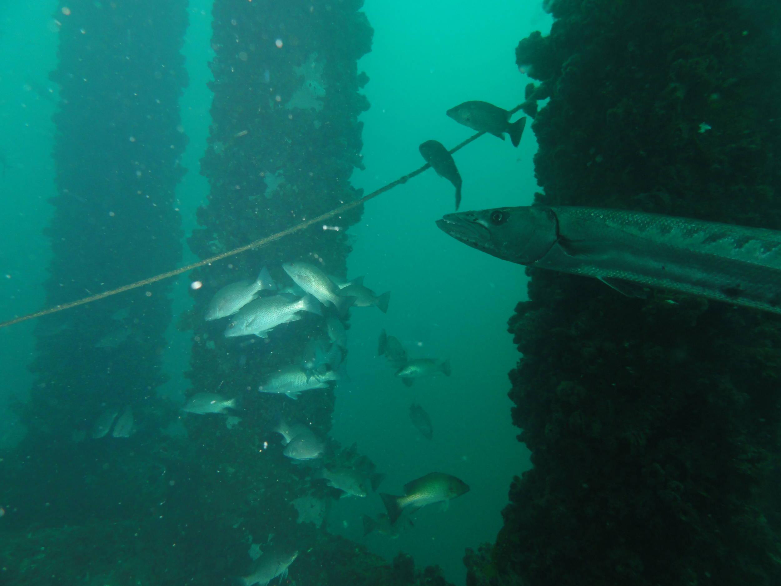 Barracuda