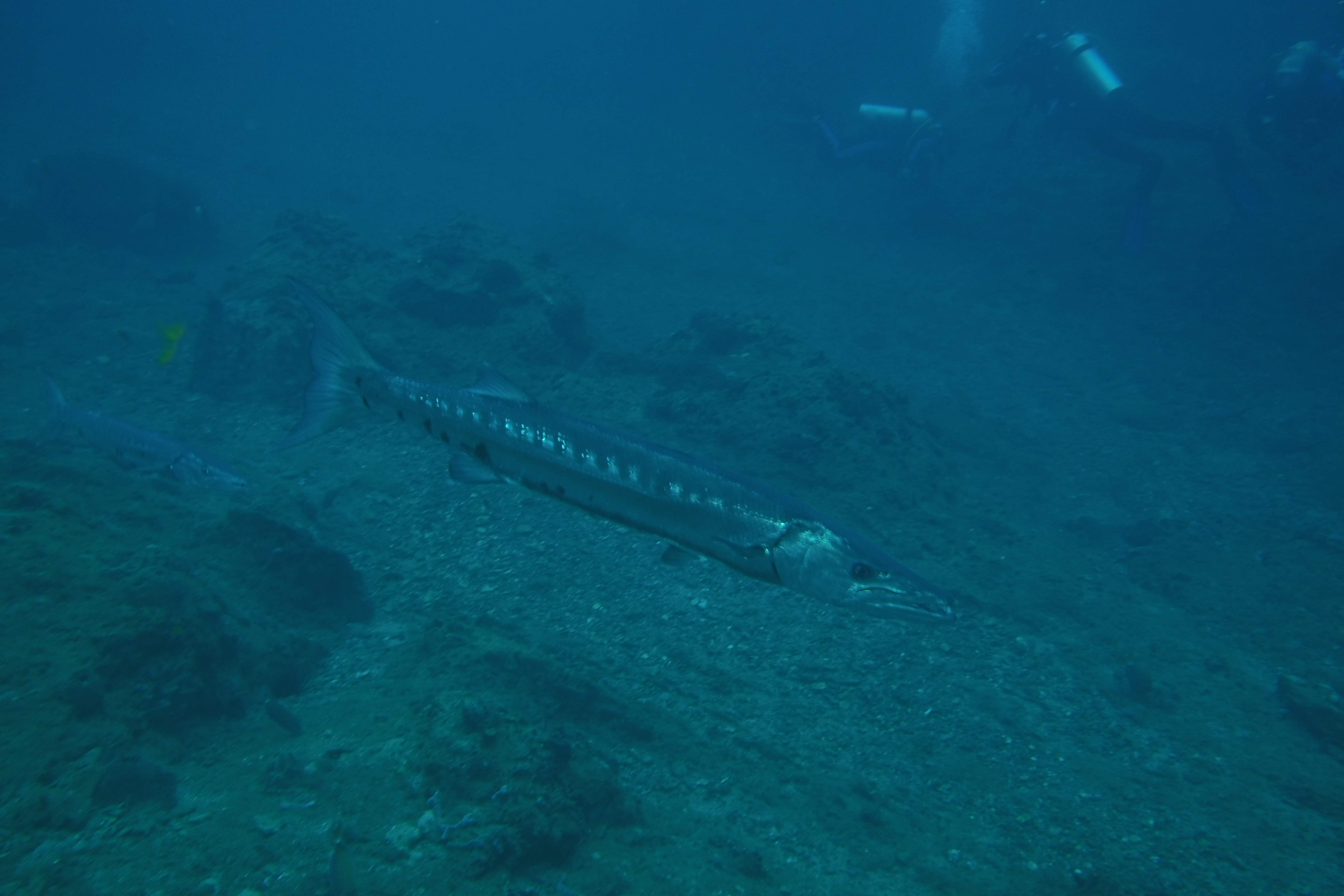 Barracuda