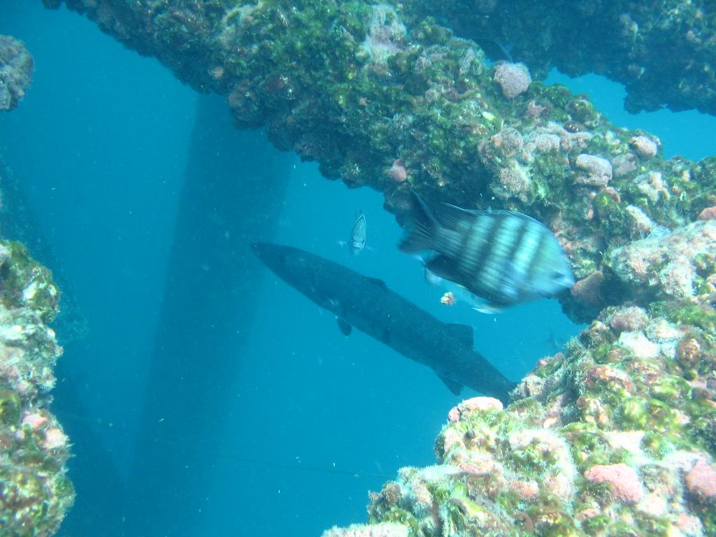 Barracuda