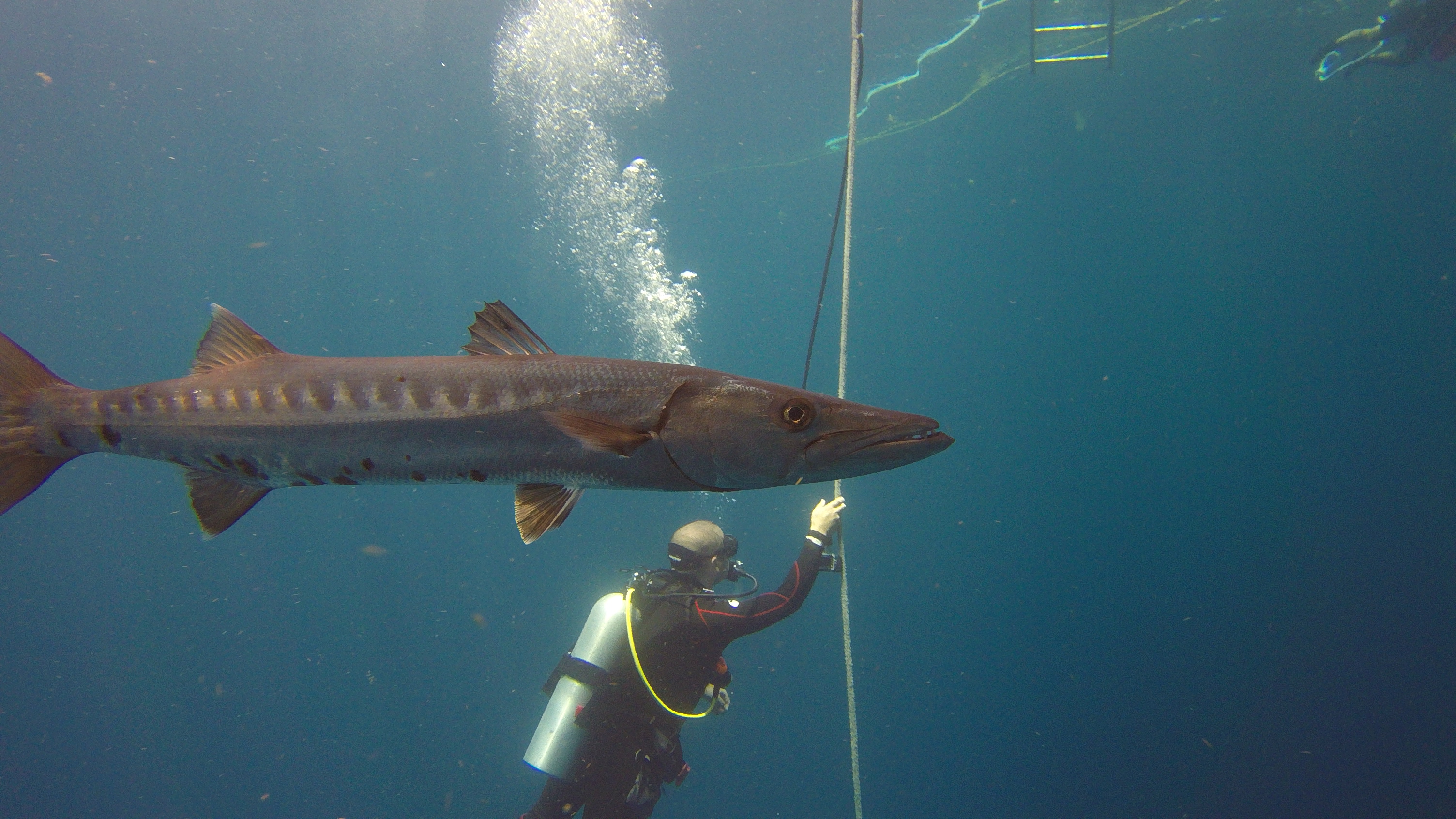 Barracudas under the Fling.JPG