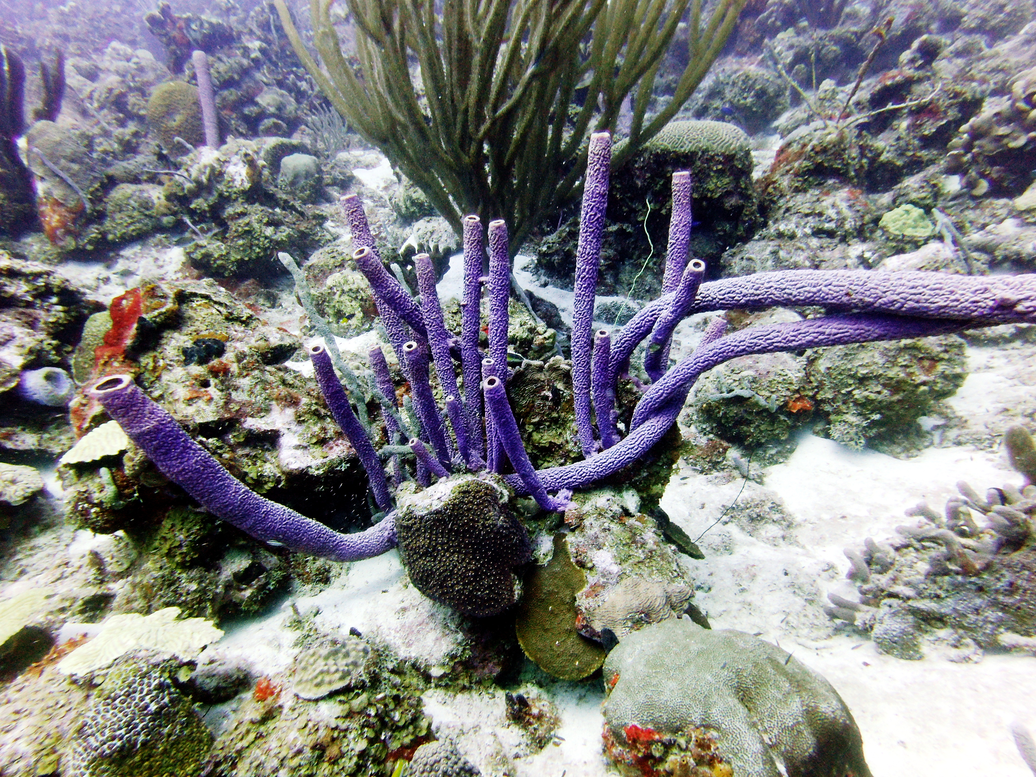 Barrel sponges at Playa Lagun