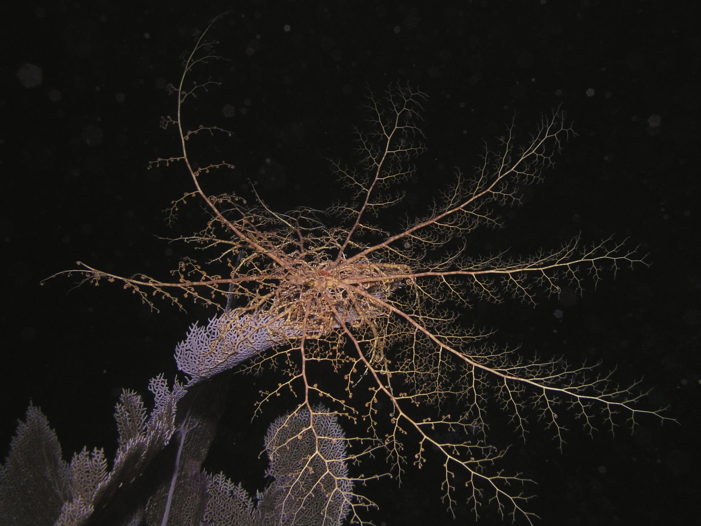 basket star