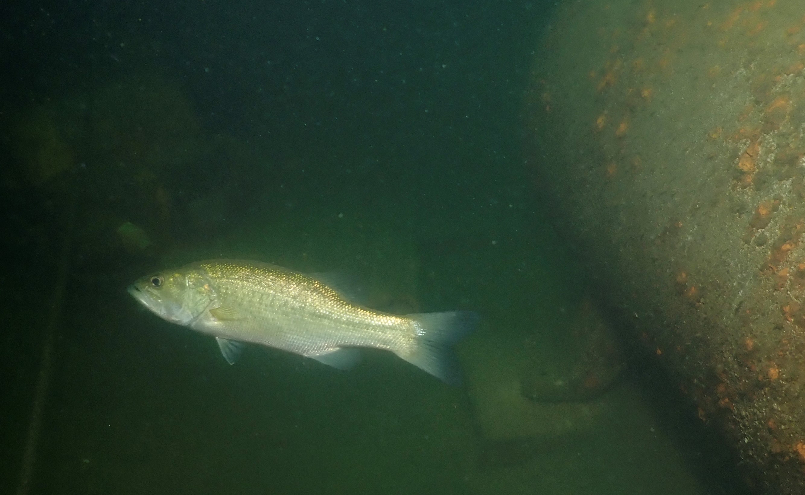bass