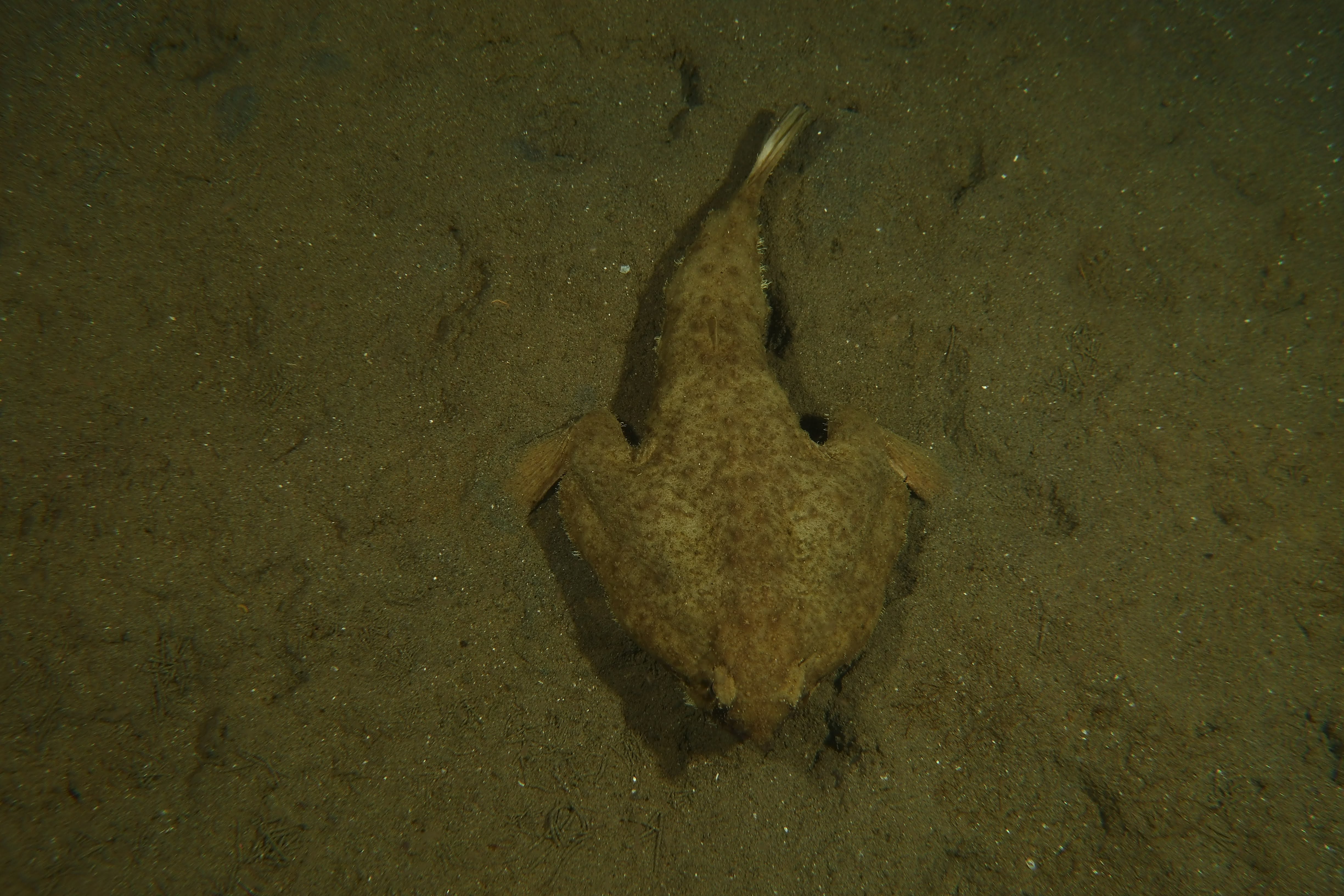 Bat fish