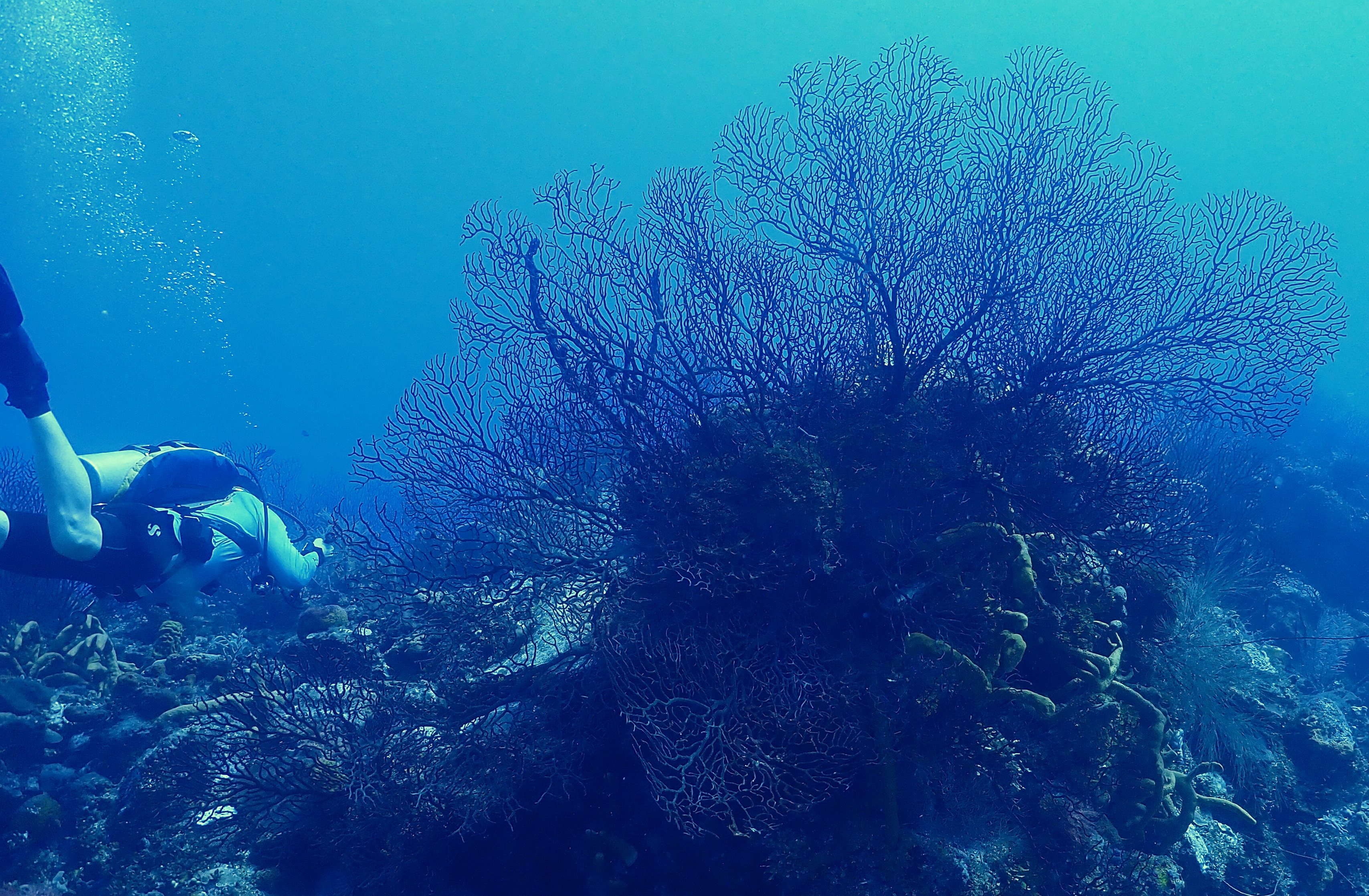 Big healthy sea fans