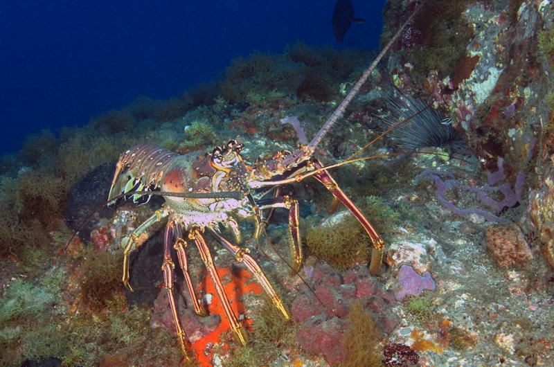 BIG Lobster