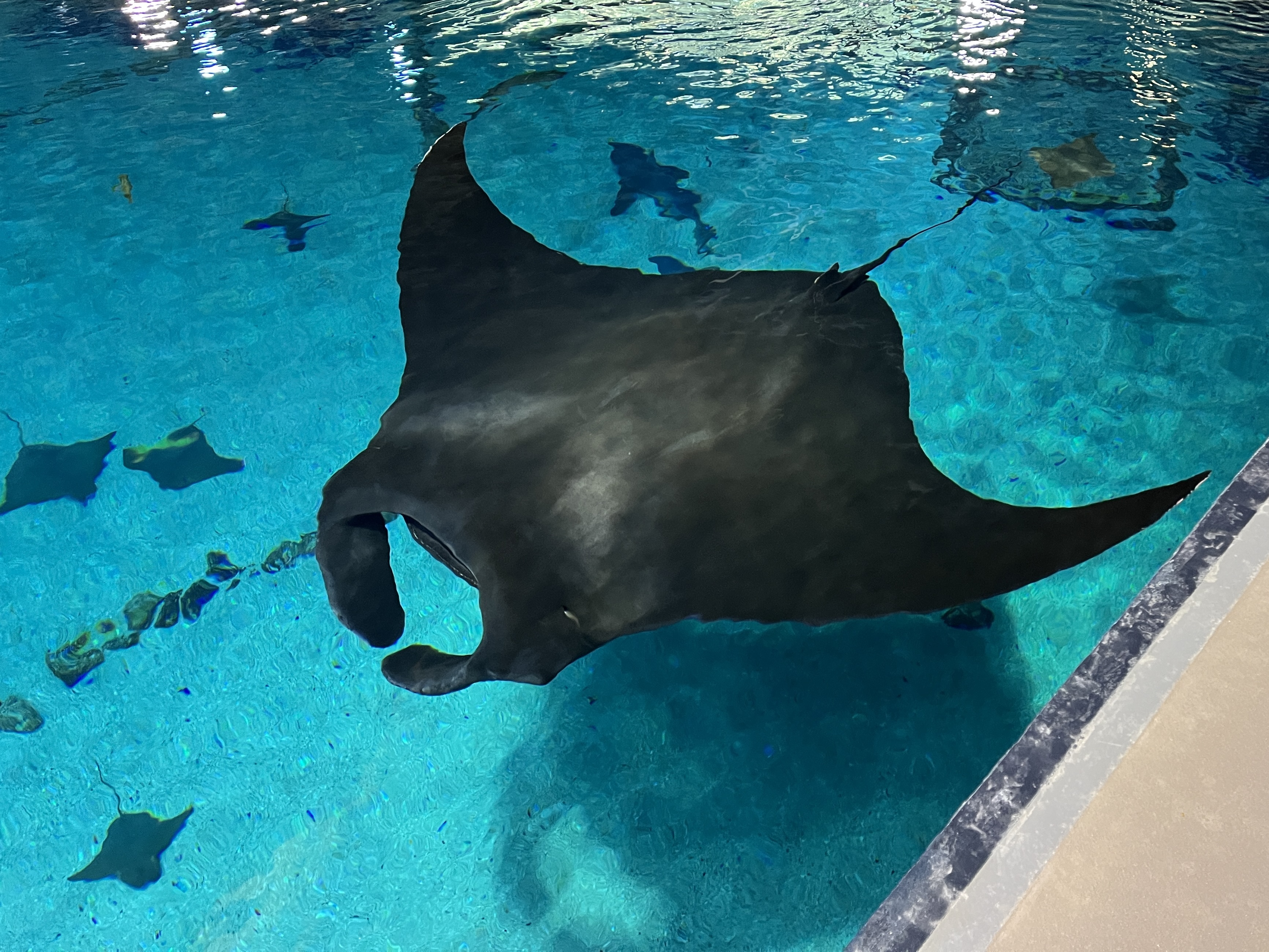 Big mamma