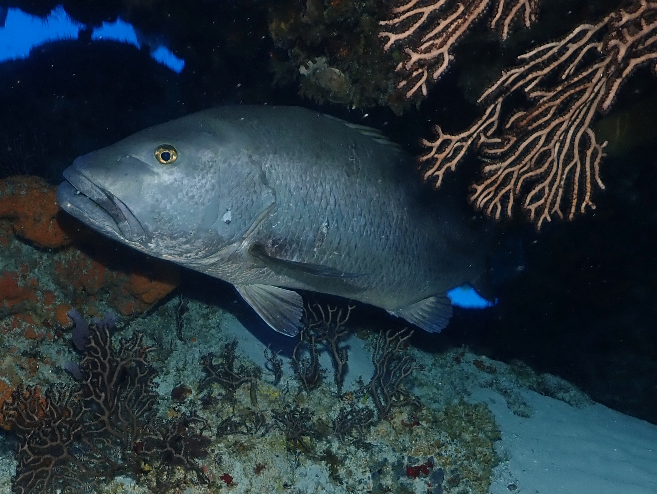Big ol' snapper