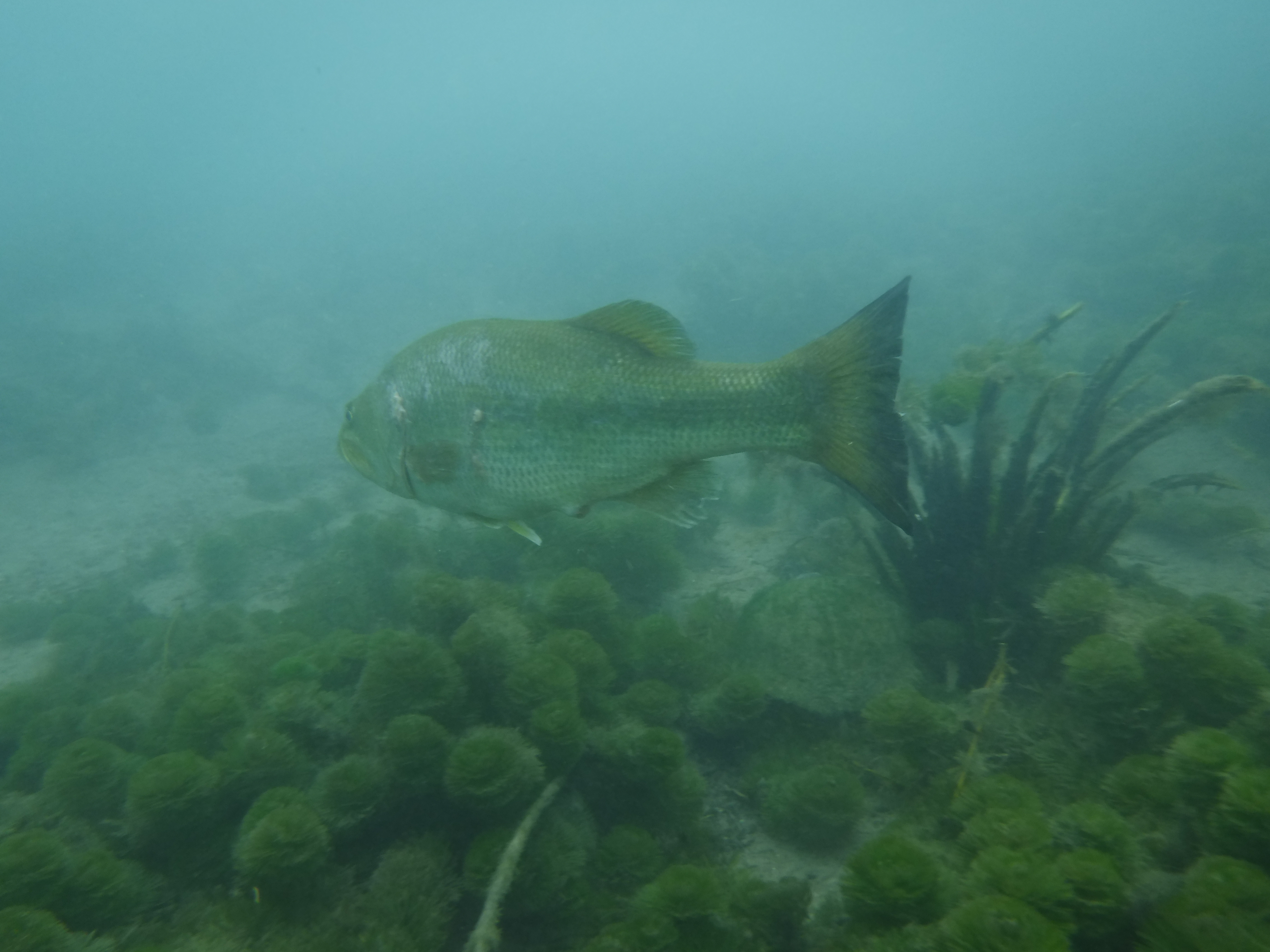 Big Ole Bass Still Swimmin'