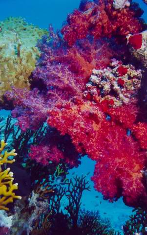 Big sponge