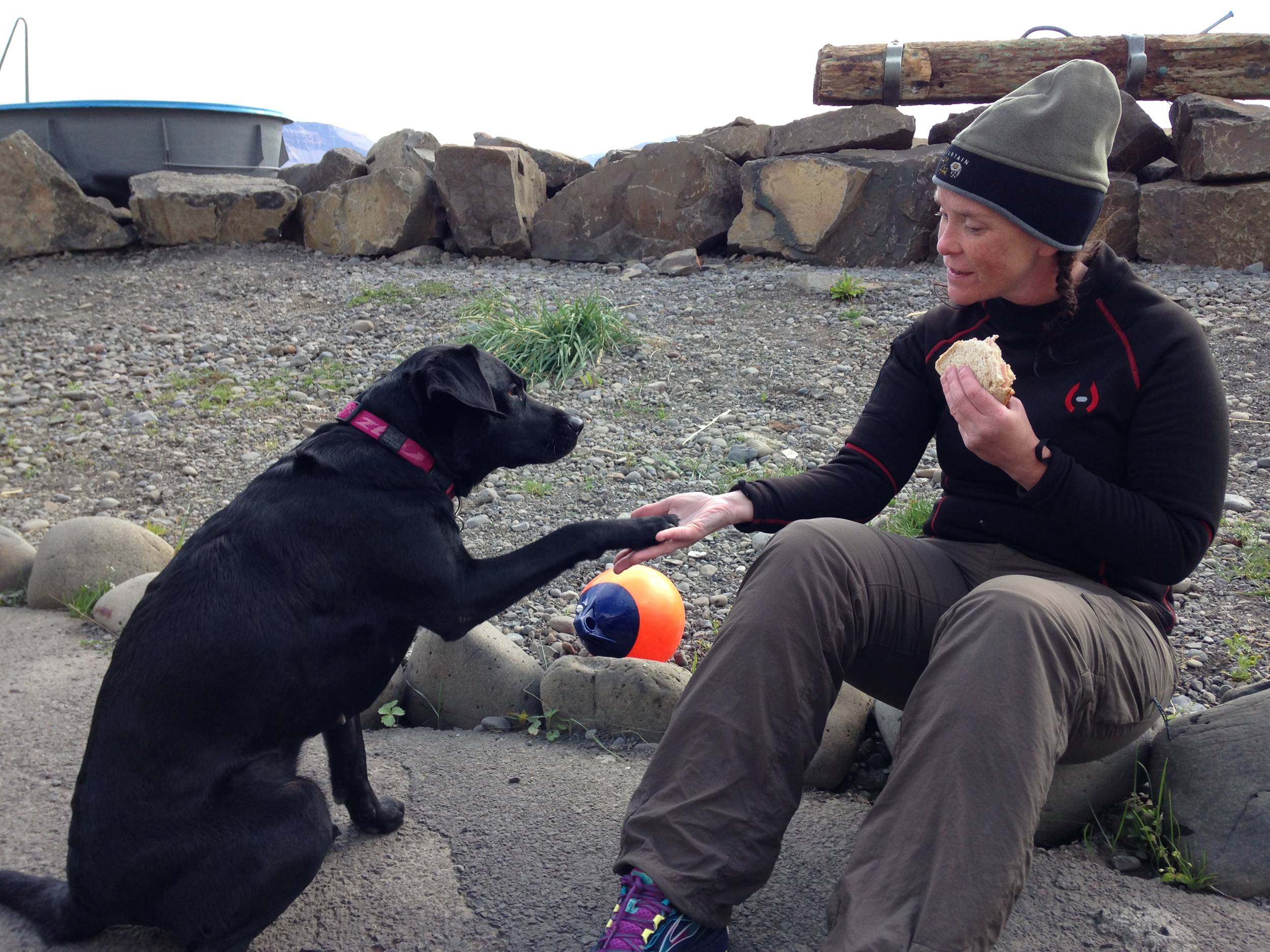 Birddog and diveshop dog