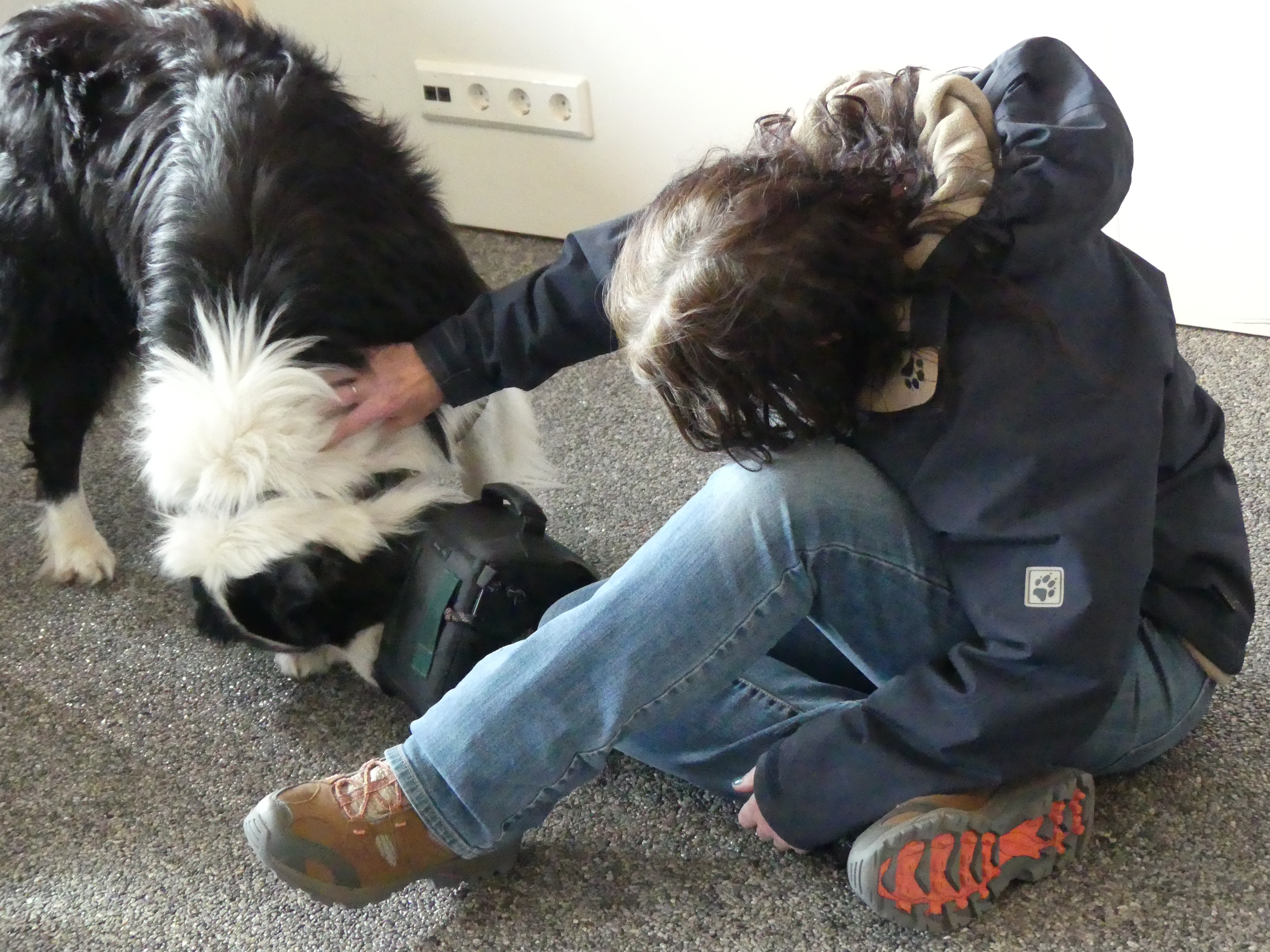Birddog and sheepdog