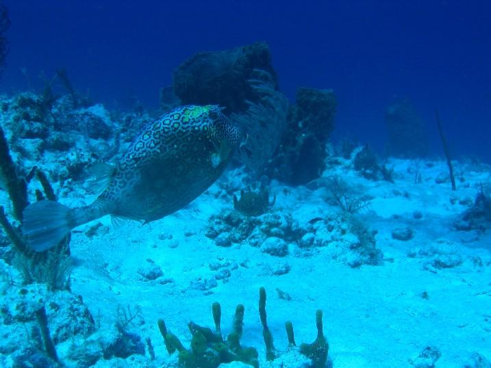 BJDiver in Nohoch