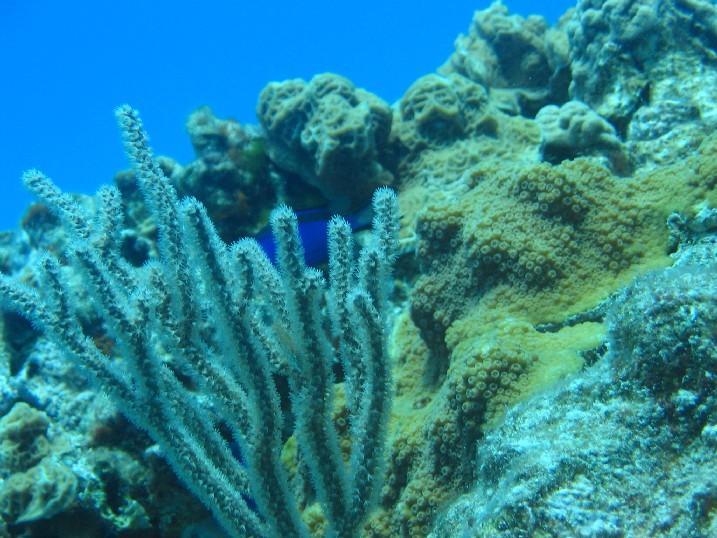 BJDiver in Nohoch