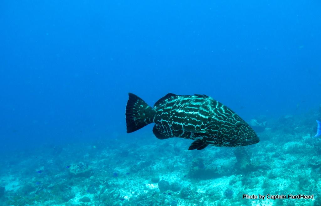 Black Grouper