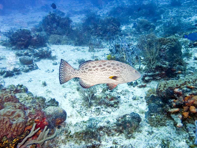 Black grouper