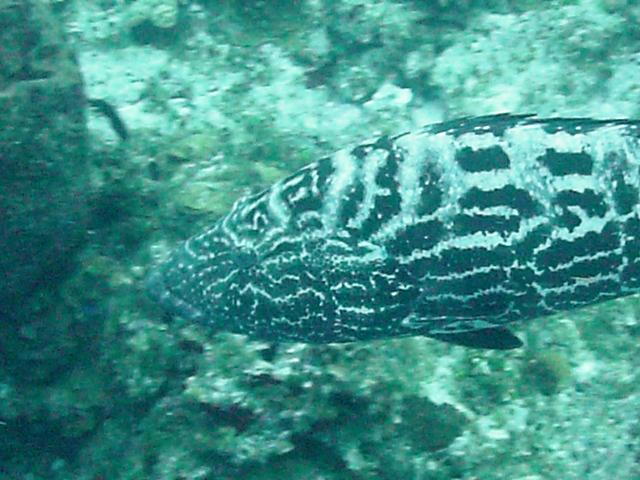 Black-Grouper