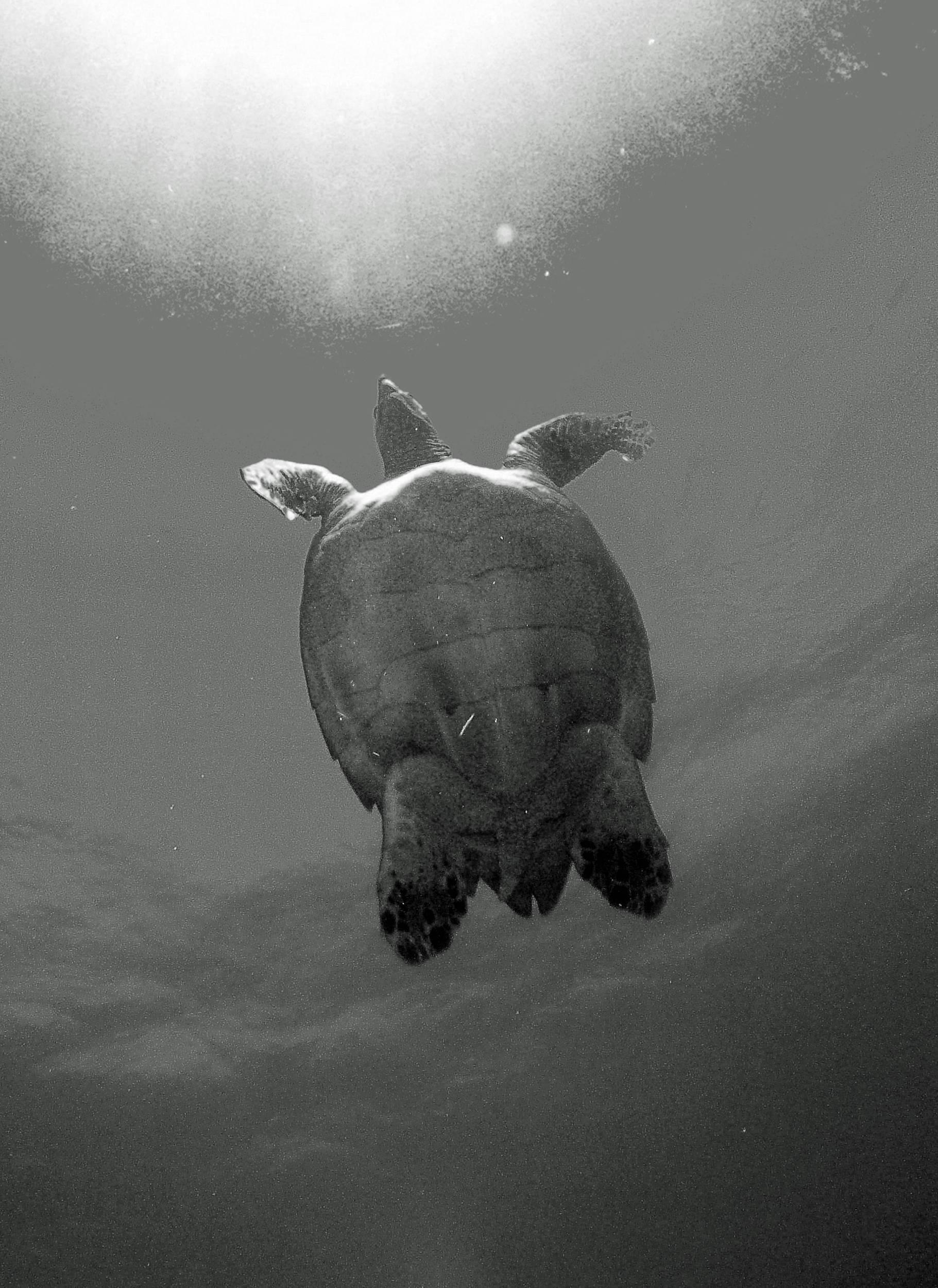 black_and_white_turtle