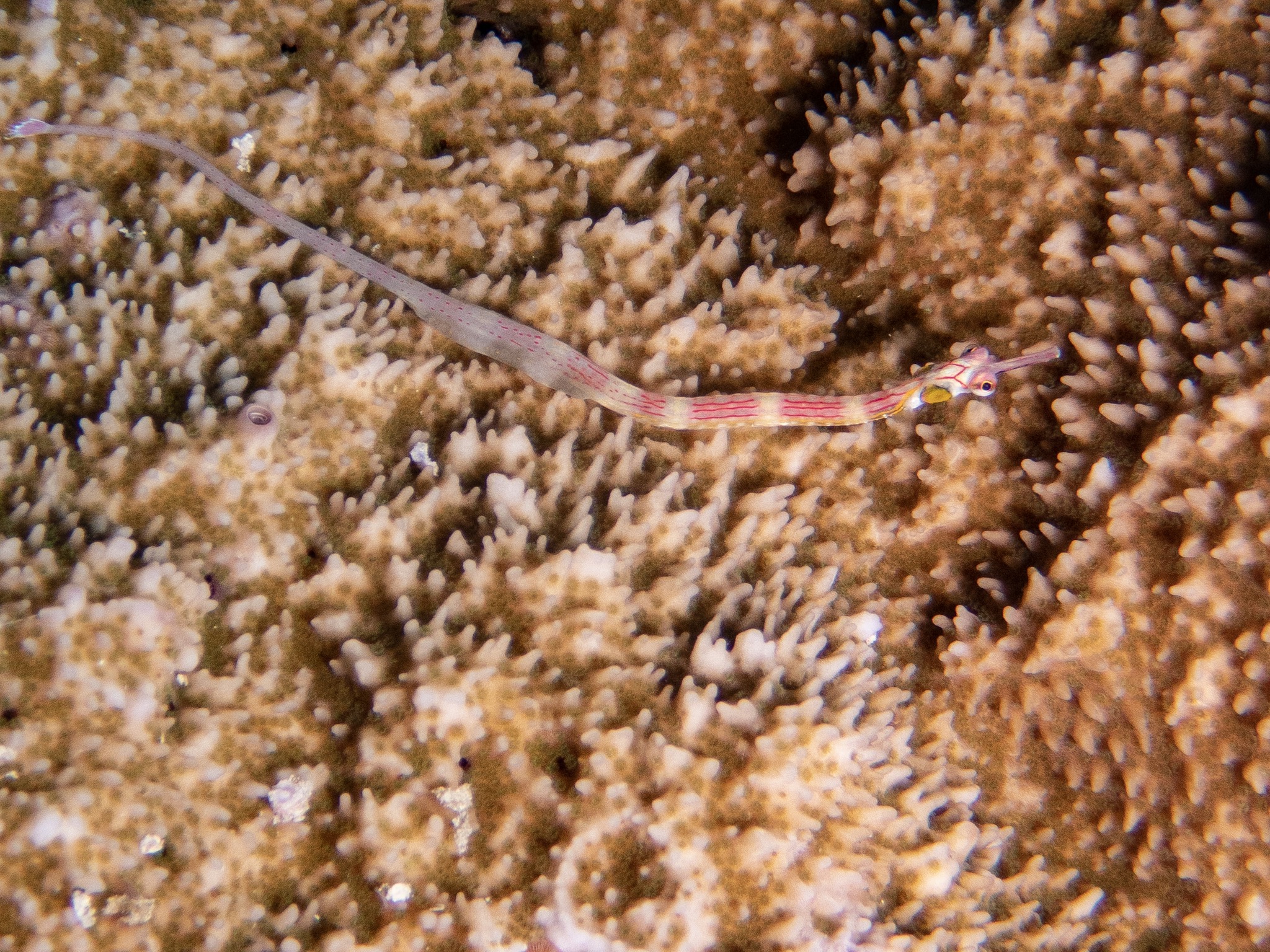 Blackbreasted pipefish