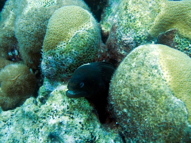 BlackMorayEel2