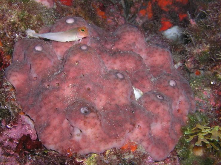Blenny and the jets