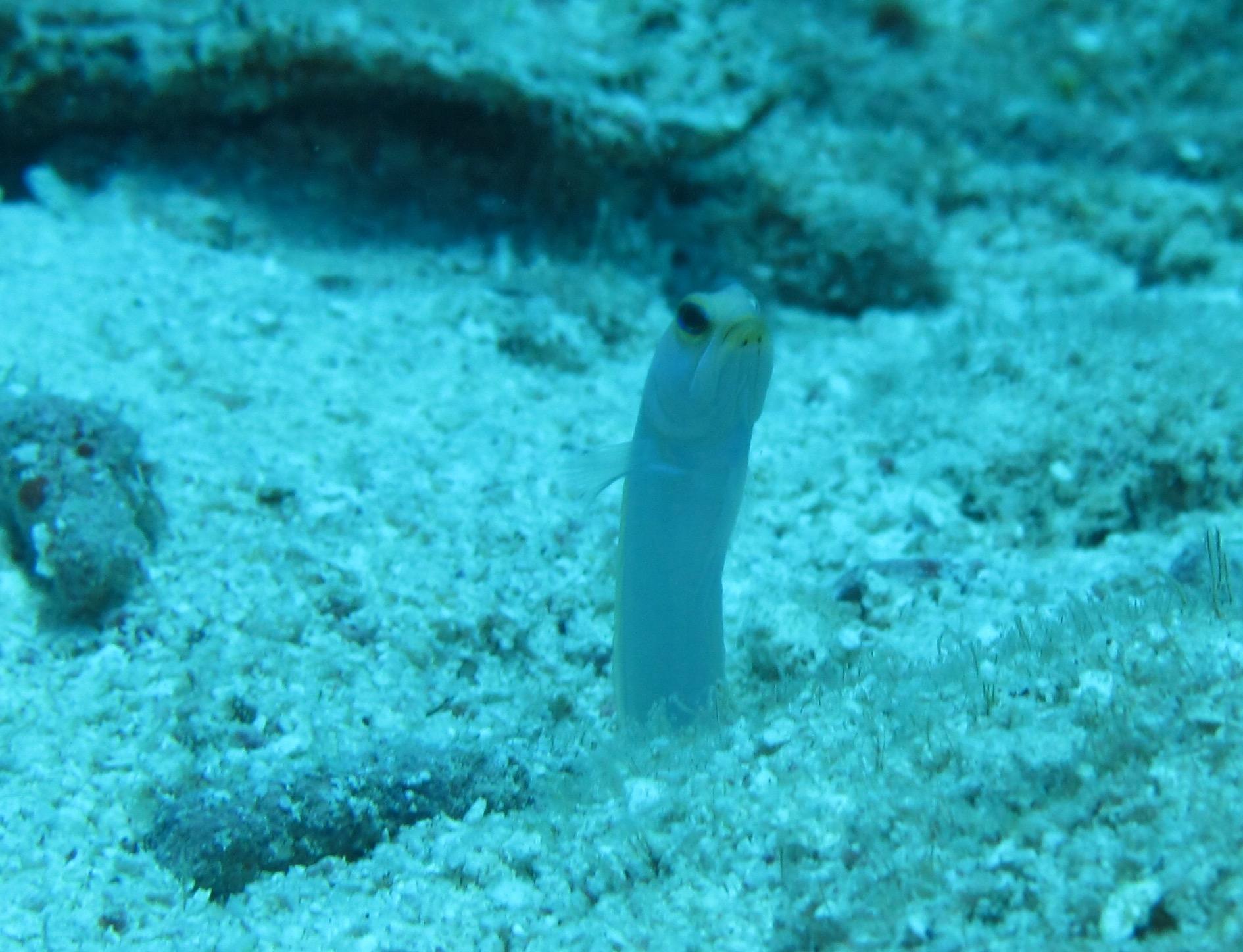 Blenny
