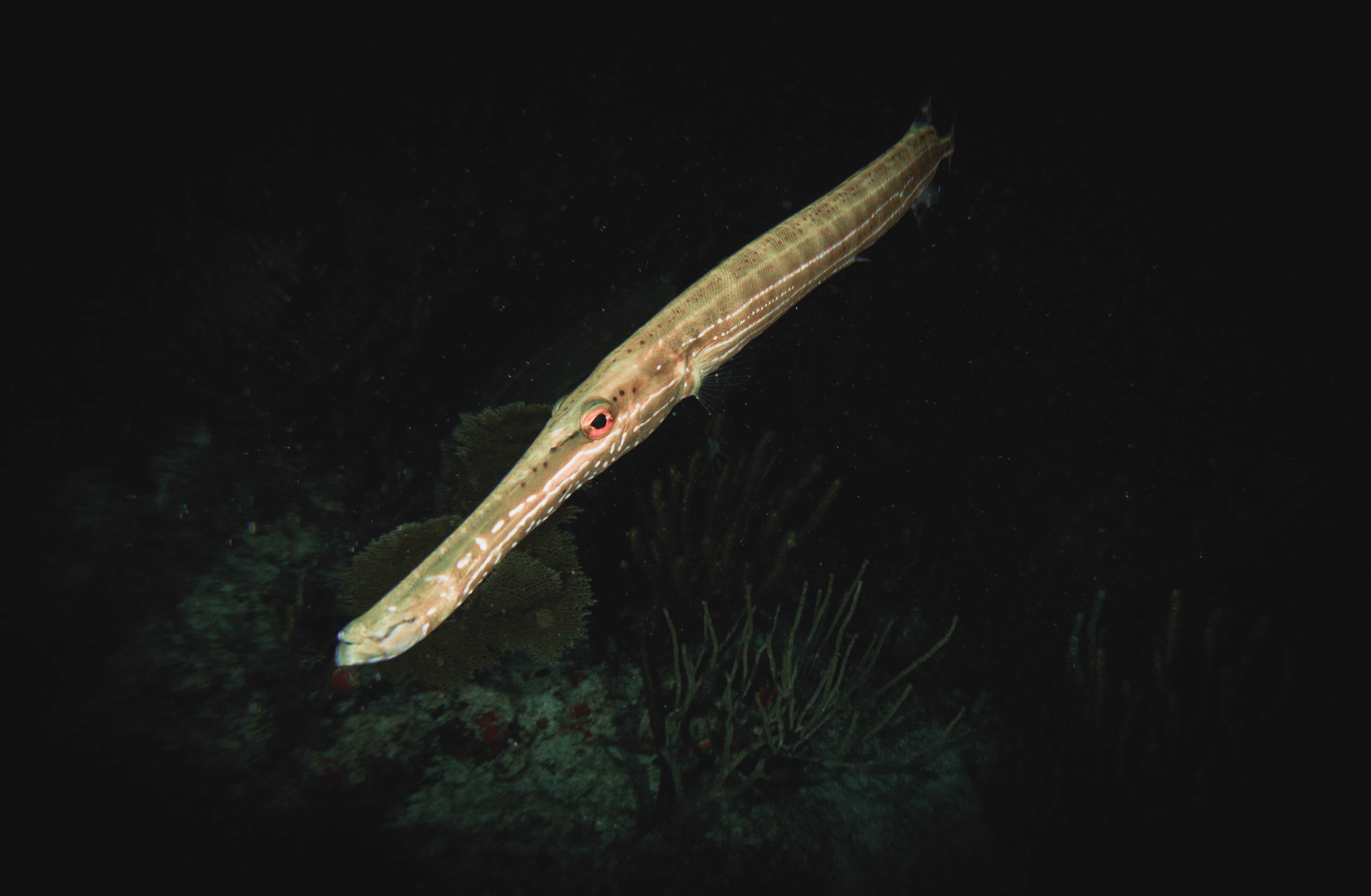 Blowing your own Trumpet