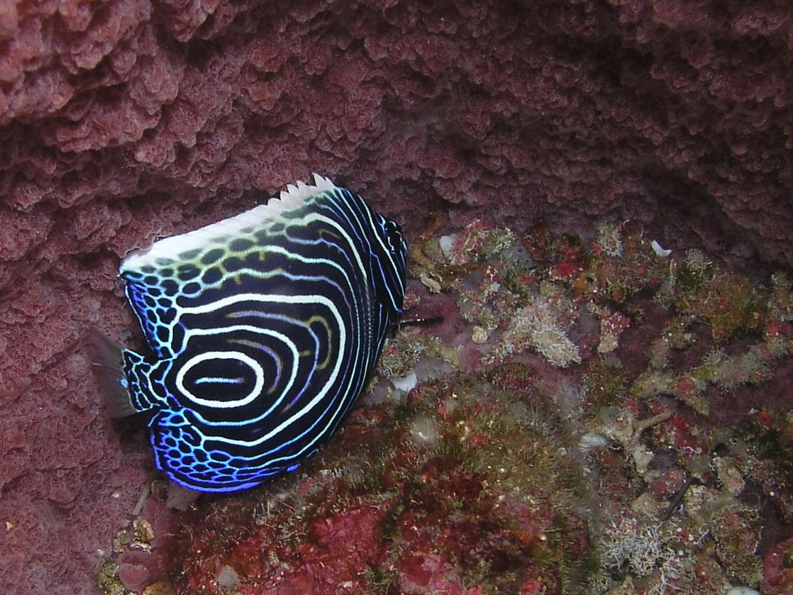 blue fish