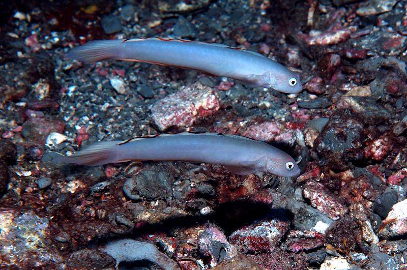 Blue Gobies