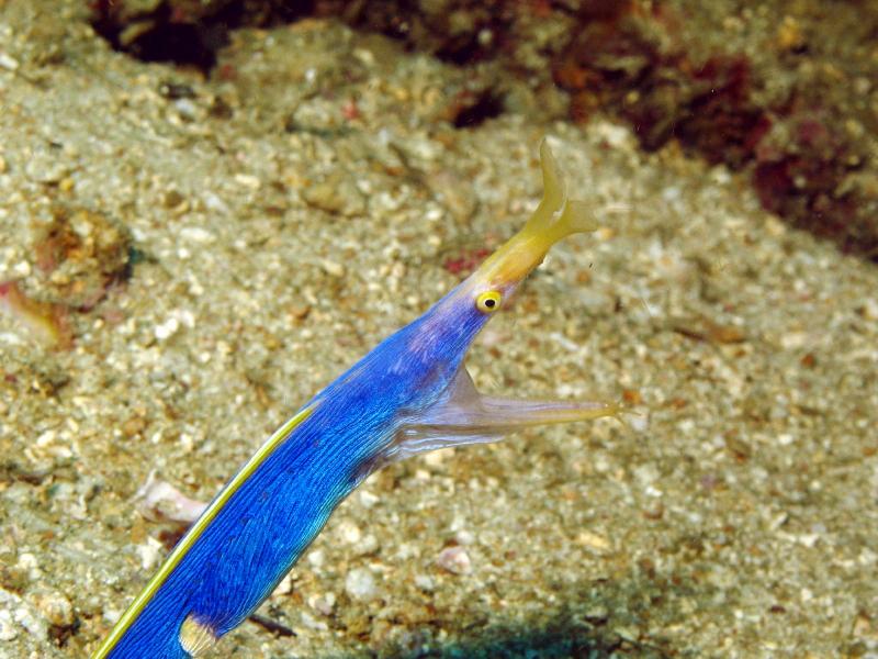 blue ribbon eel IMG_5491b