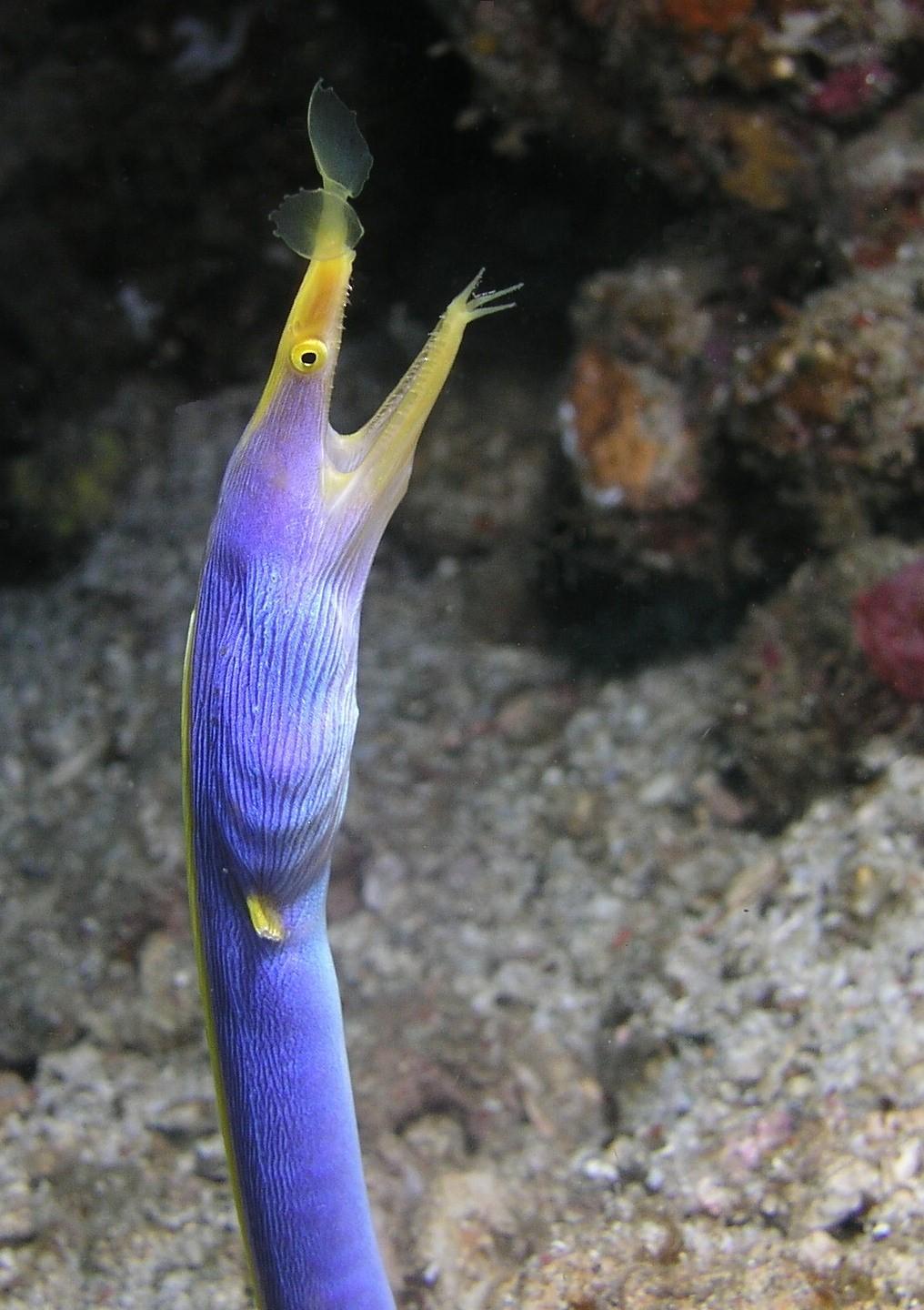blue ribbon eel
