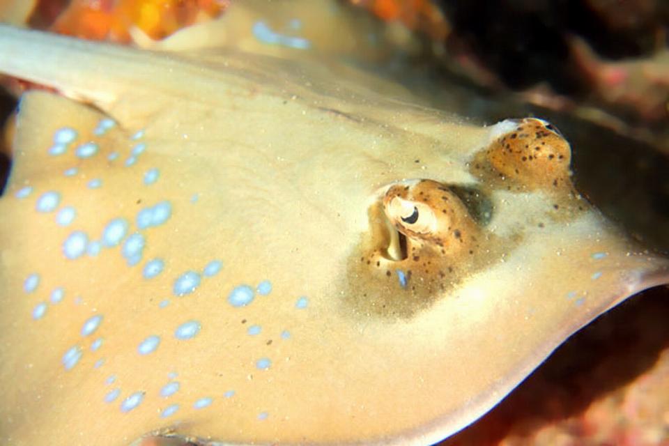 Blue Spotted Stingray