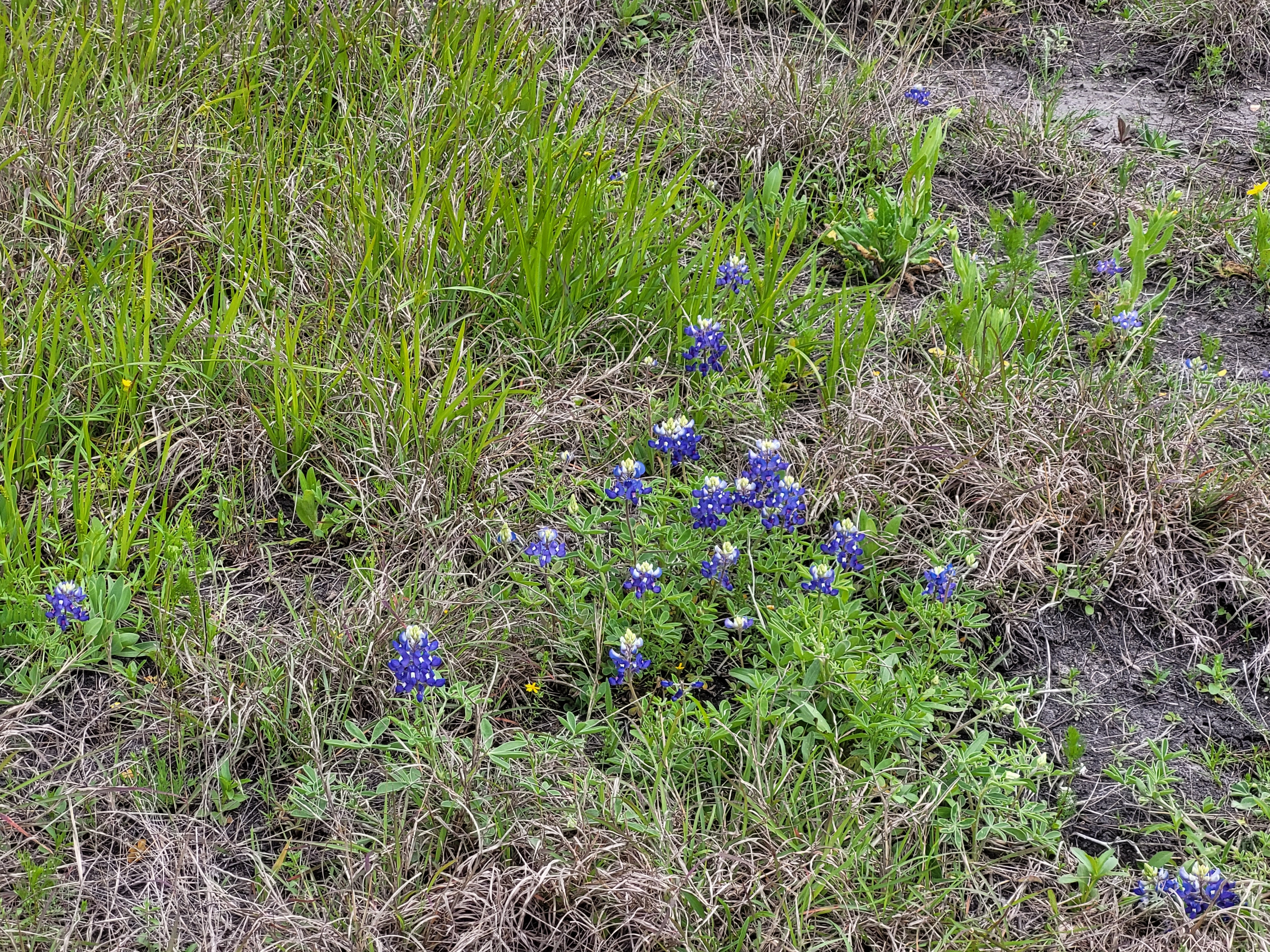 Bluebonnets