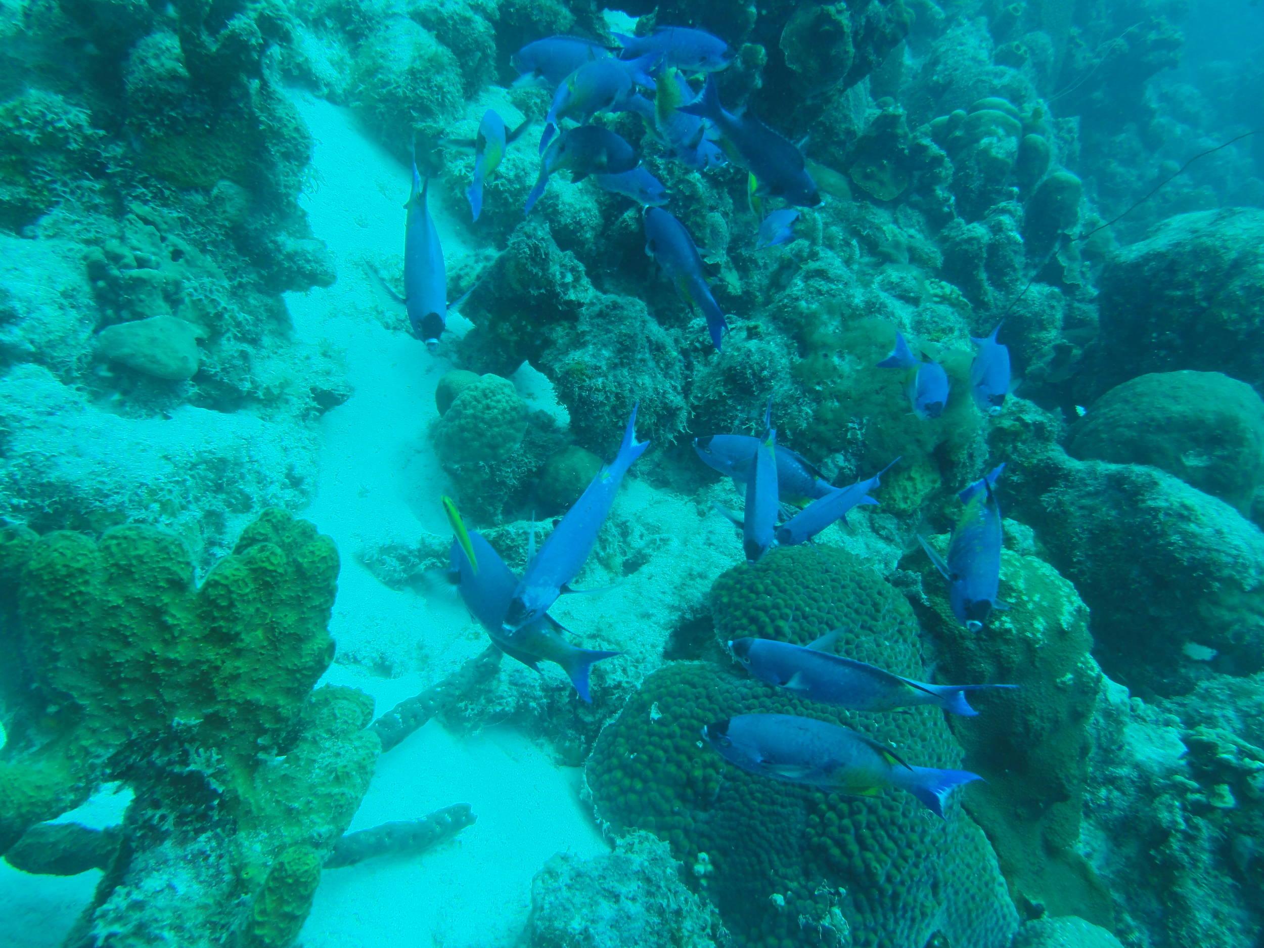 Blush fish convoy pausing