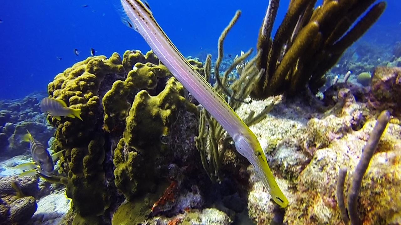Bonaire-34